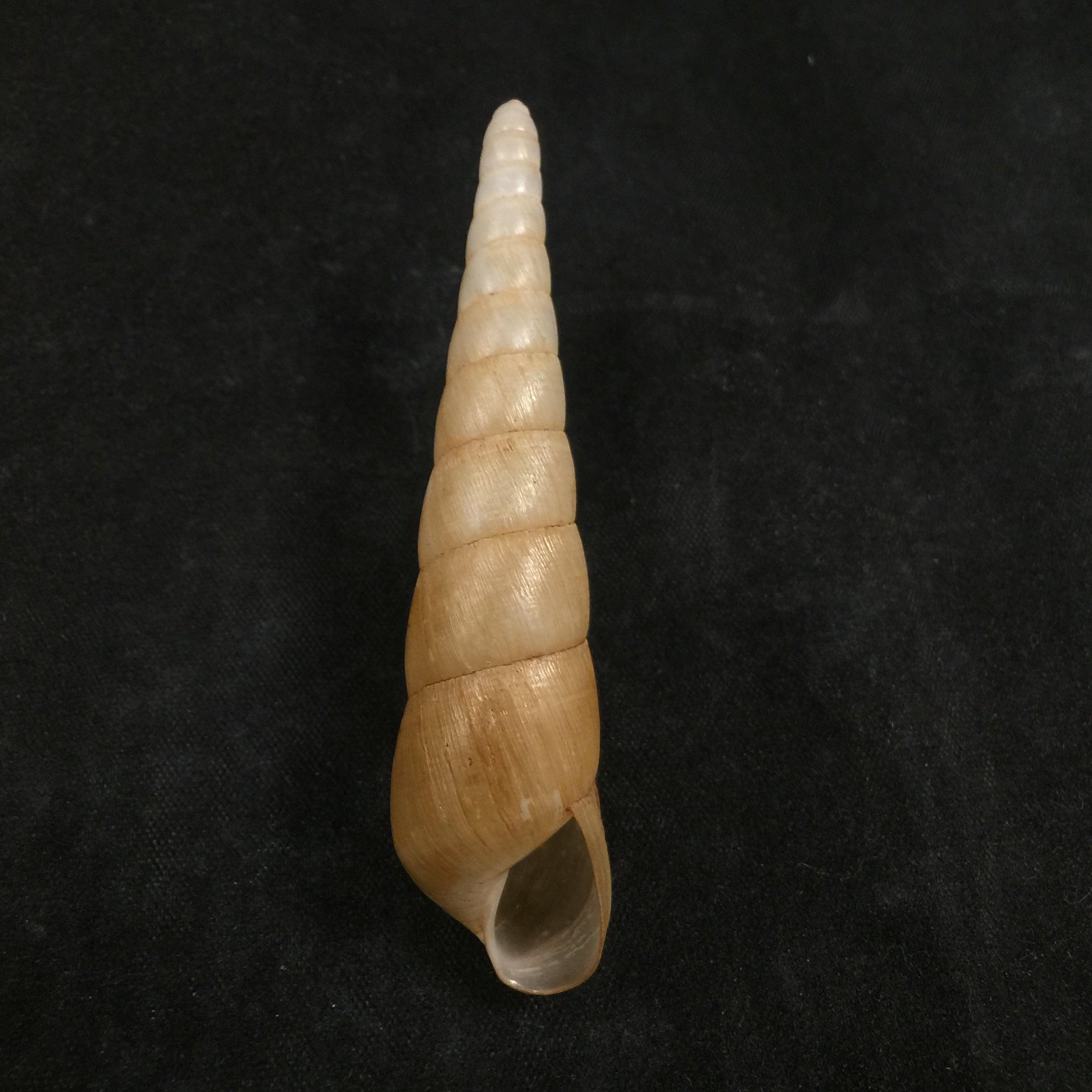 Obeliscus carphodes planospira Pfeiffer, 1851 - 69,8mm