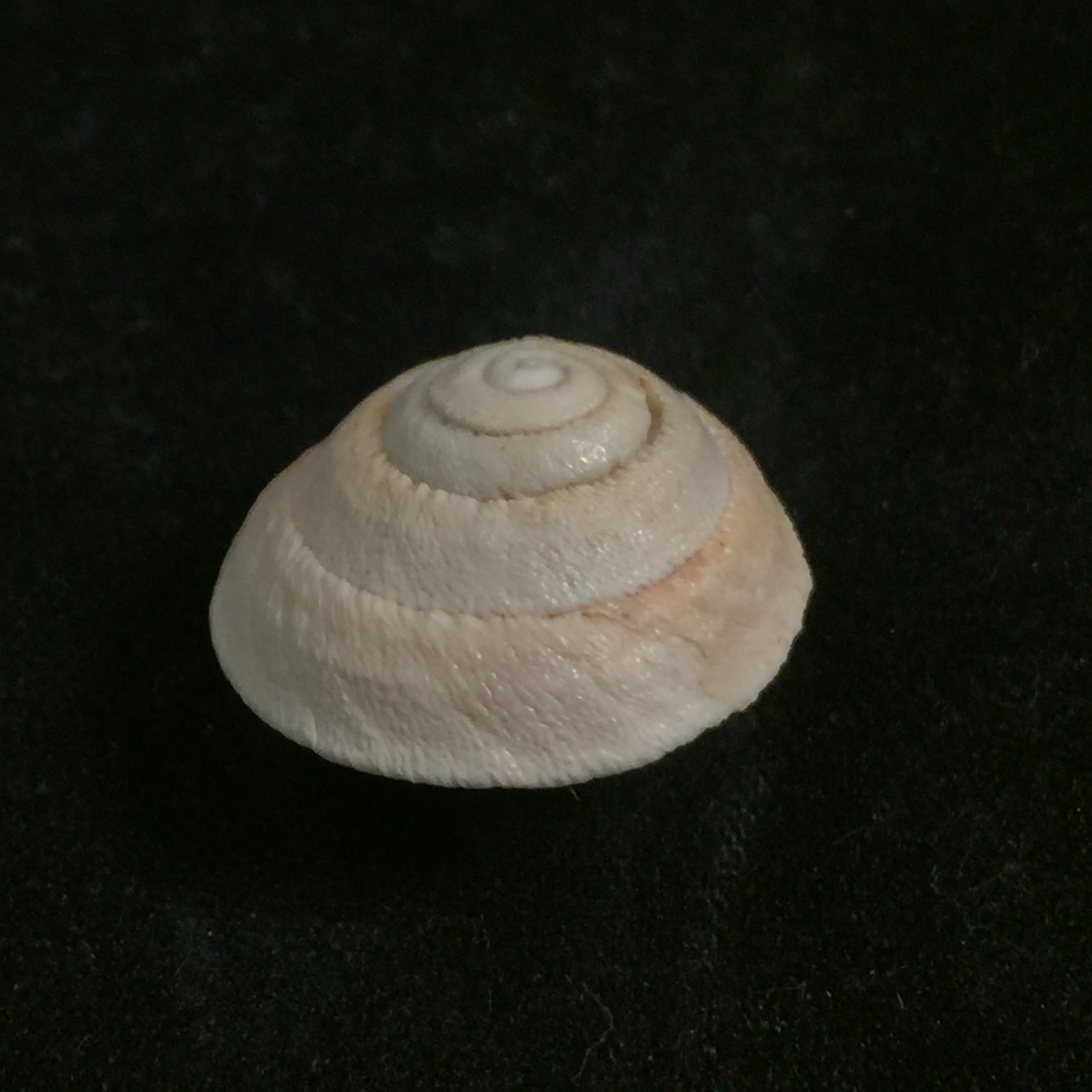 Sphincterochila chionudiscus (Boettger, 1884)- 20,7mm