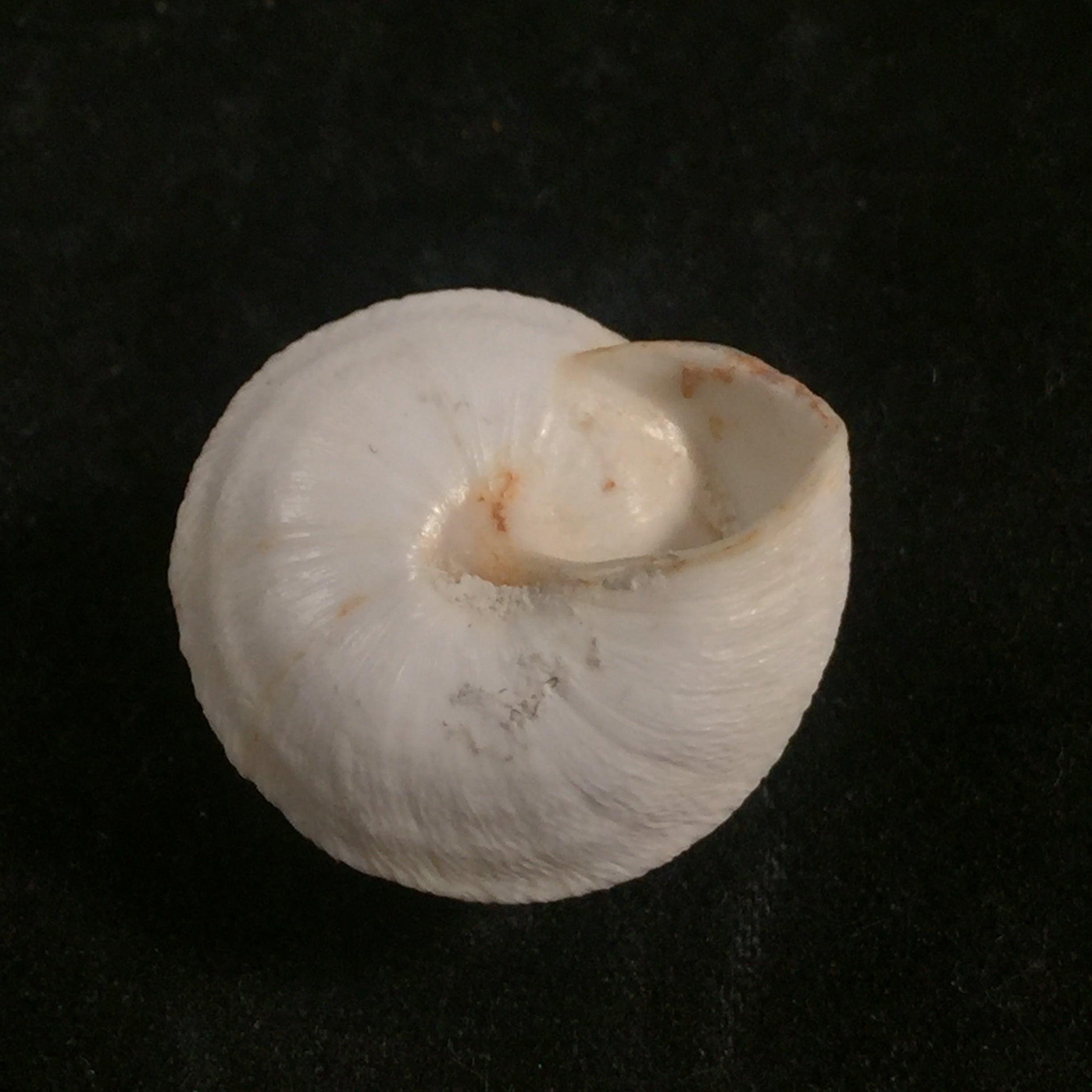 Sphincterochila chionudiscus (Boettger, 1884)- 20,7mm