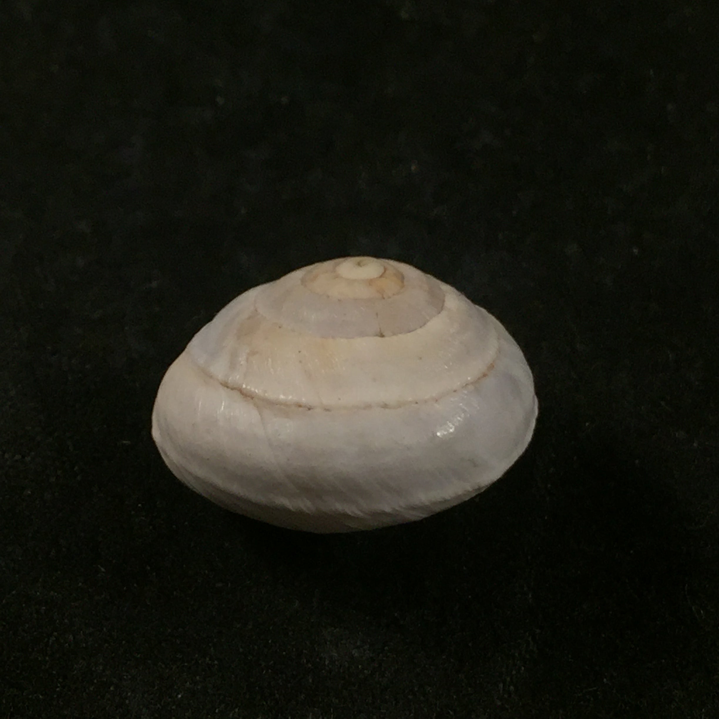Sphincterochila pardoi Llabador,1950 - 20毫米