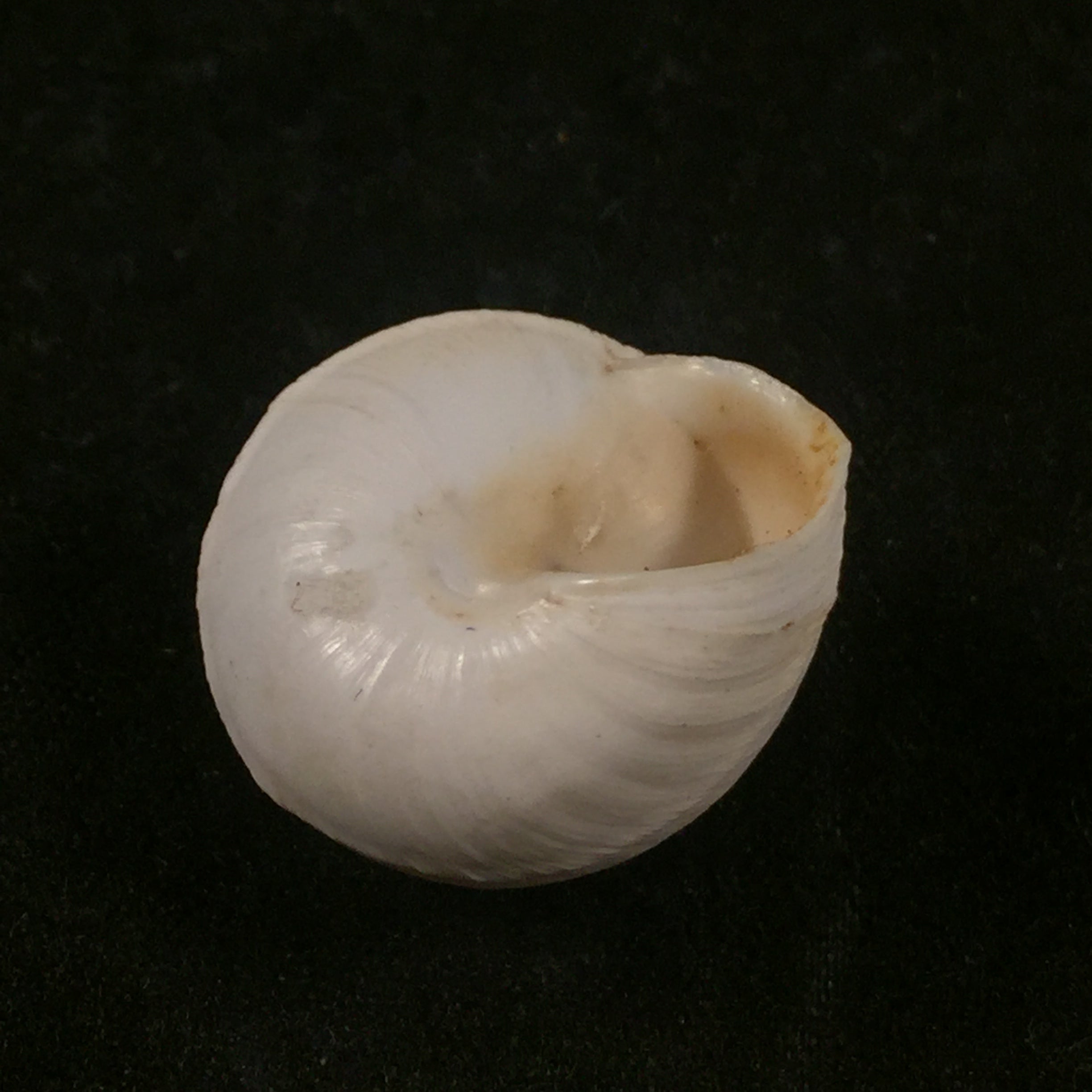 Sphincterochila pardoi Llabador,1950 - 20毫米