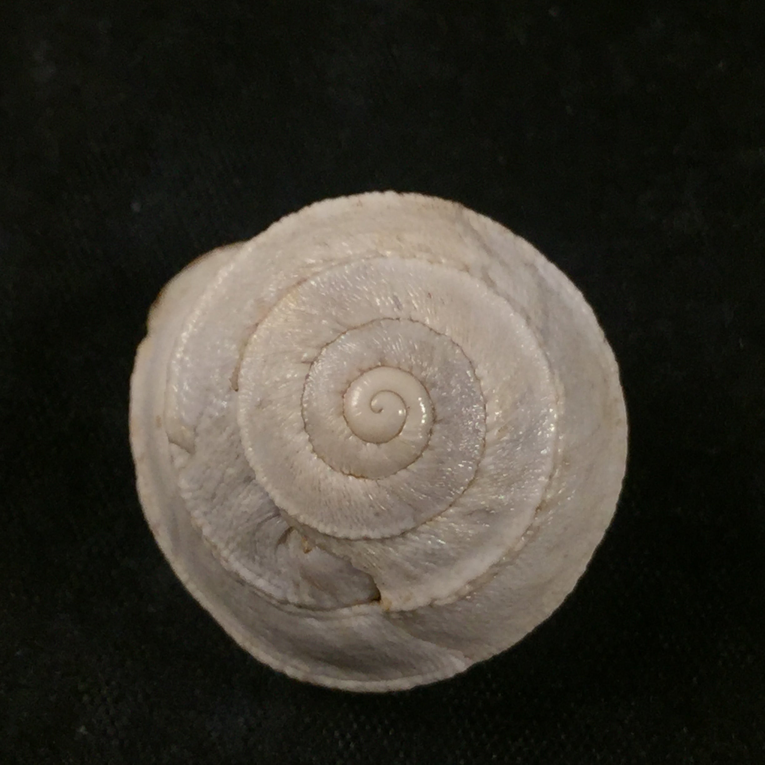 Sphincterochila pardoi Llabador,1950 - 23,6毫米