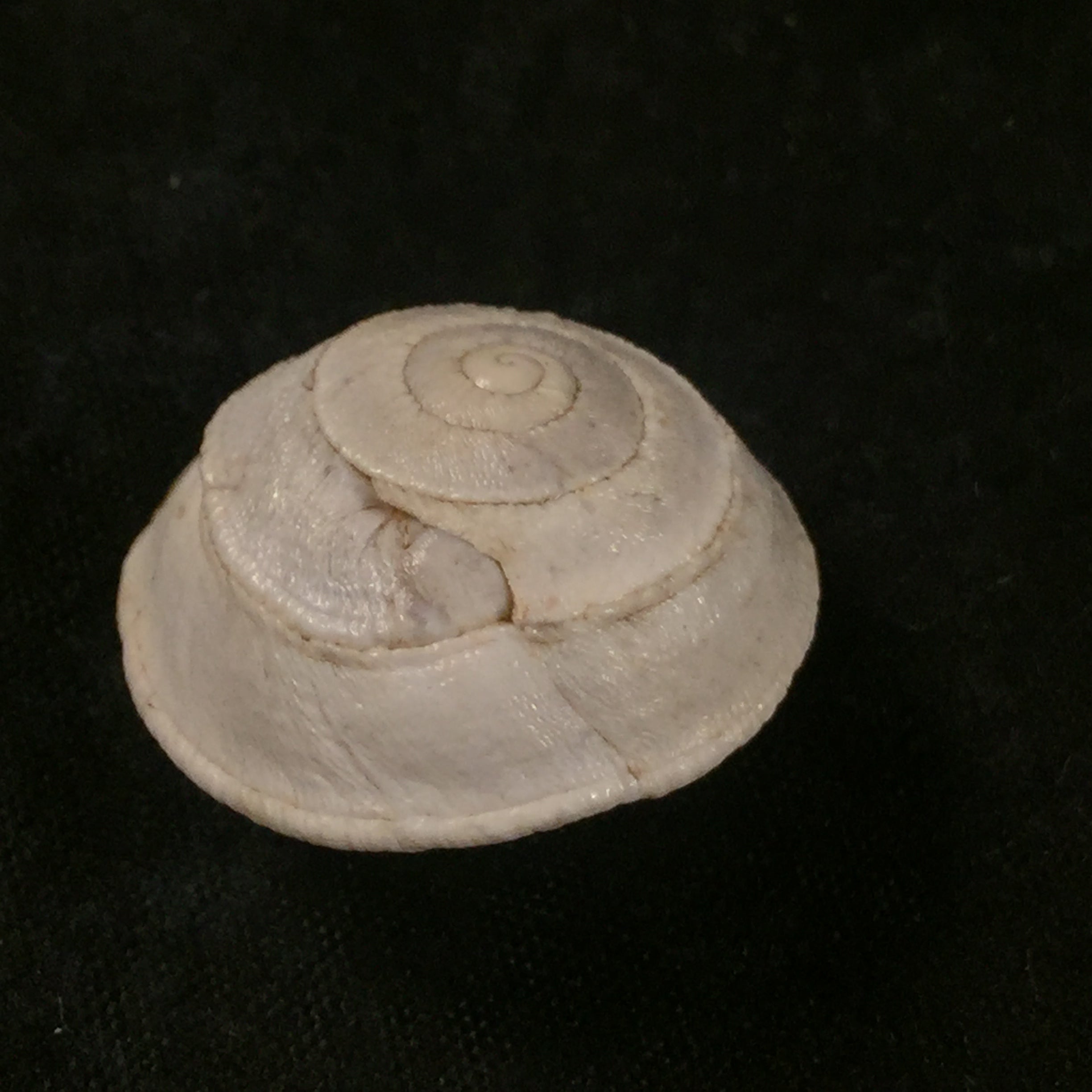 Sphincterochila pardoi Llabador,1950 - 23,6毫米