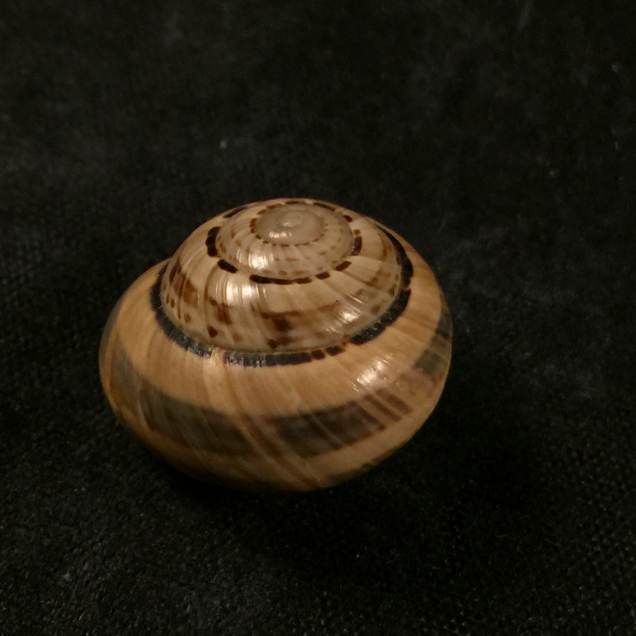 Coryda alauda quinonesi Clench & Aguayo, 1950 - 18,5mm