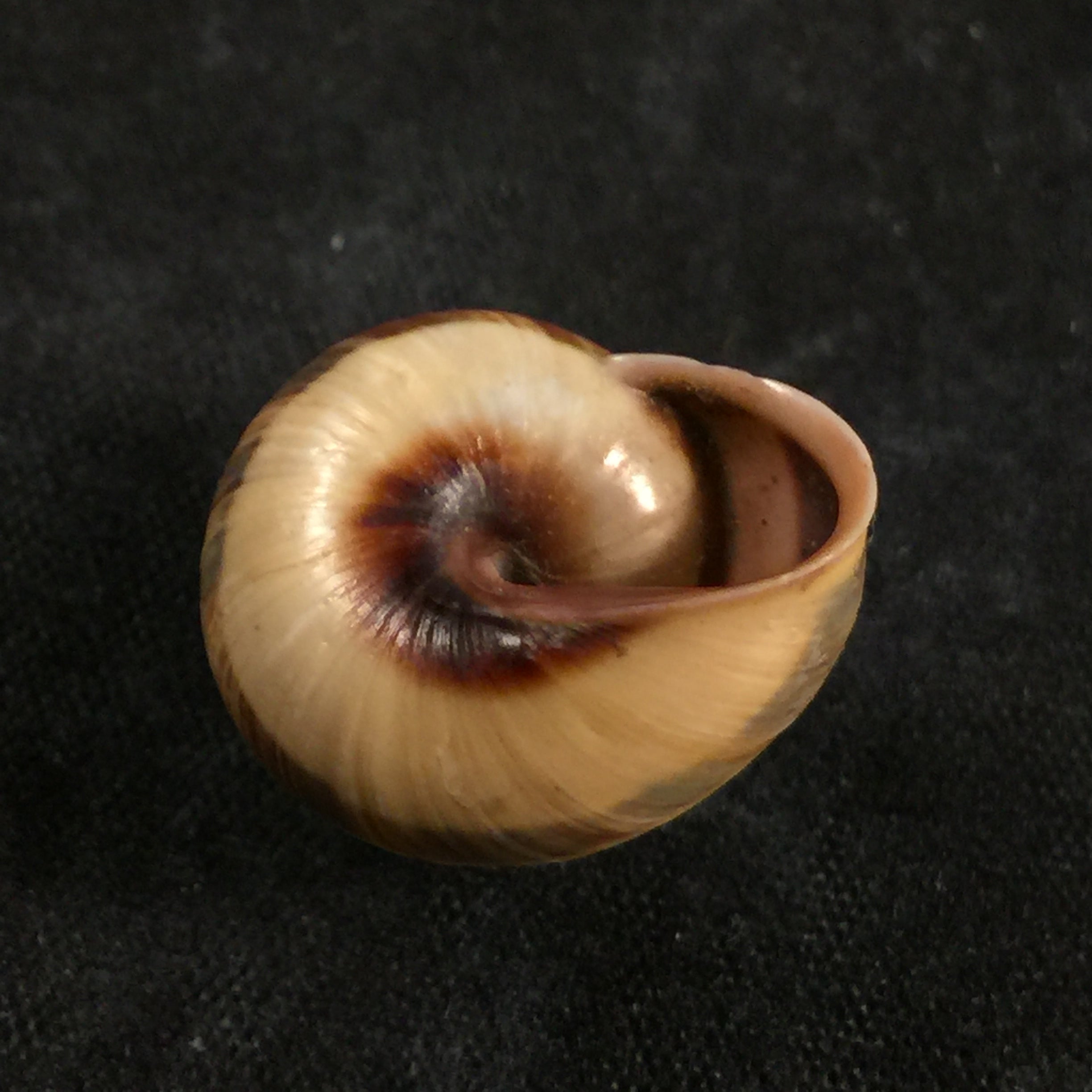 Coryda alauda quinonesi Clench & Aguayo, 1950 - 18,5mm