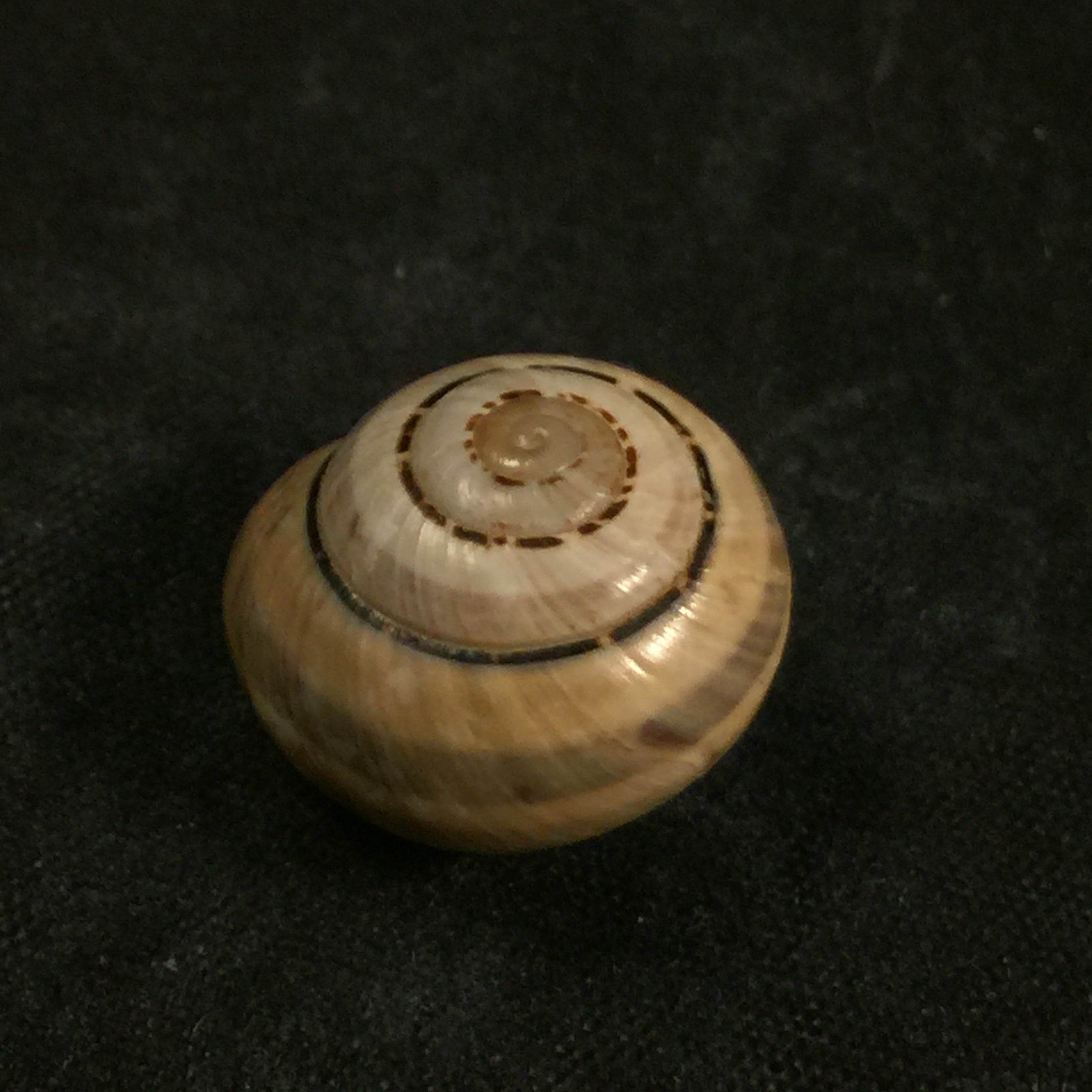 Coryda alauda quinonesi Clench & Aguayo, 1950 - 18,7mm