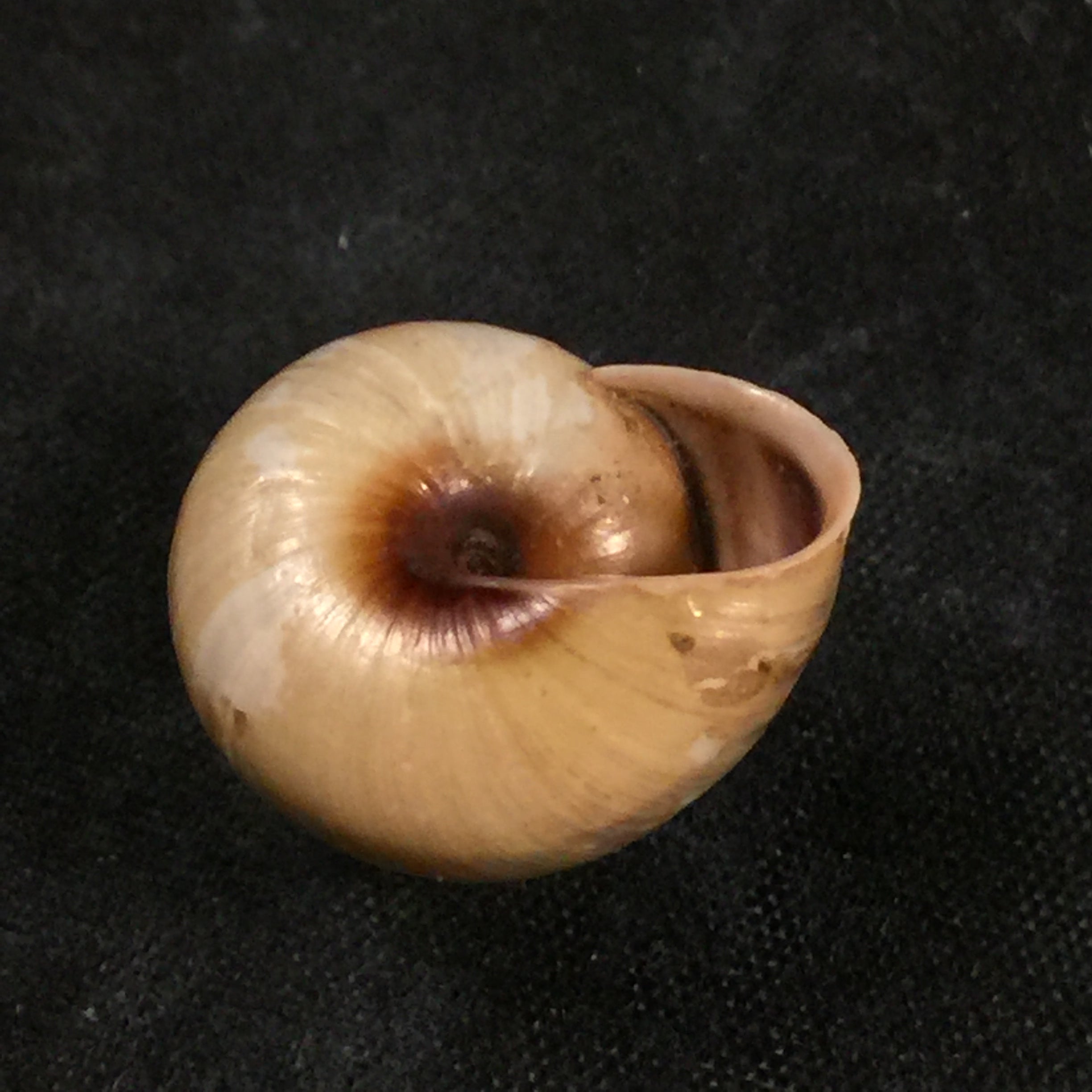 Coryda alauda quinonesi Clench & Aguayo, 1950 - 18,7mm