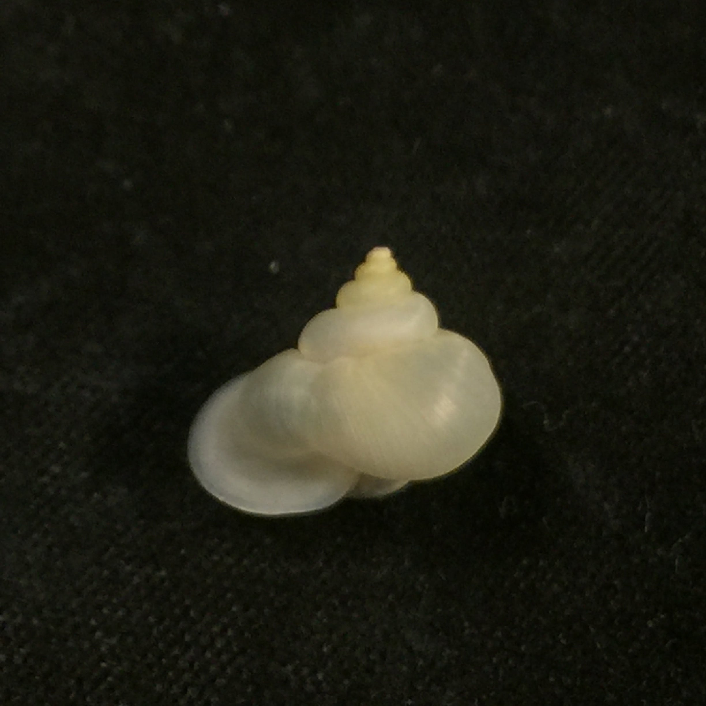 Alycaeus somnueki Panha & Patamakanthin, 1999 - 11,6mm