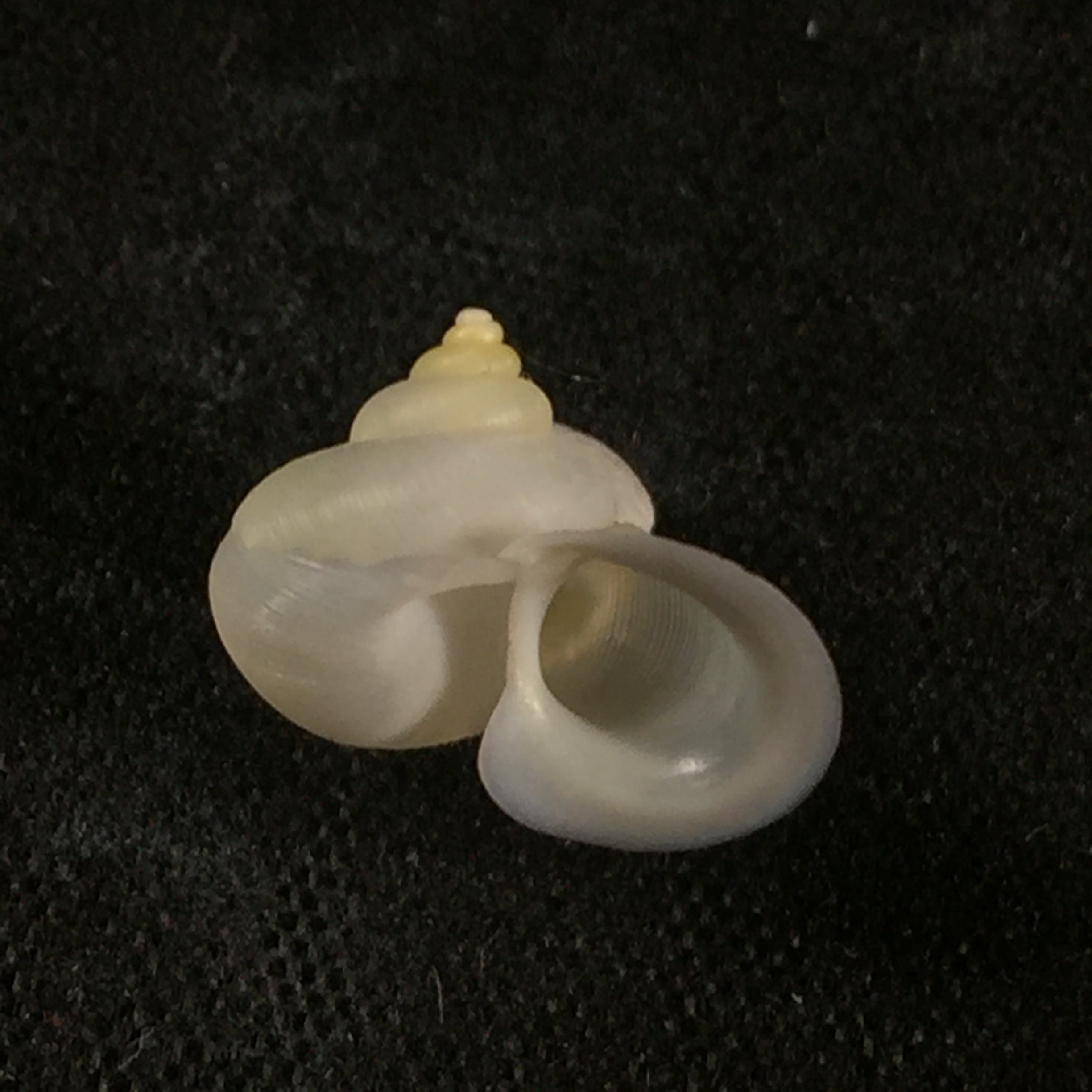 Alycaeus somnueki Panha & Patamakanthin, 1999 - 11,6mm