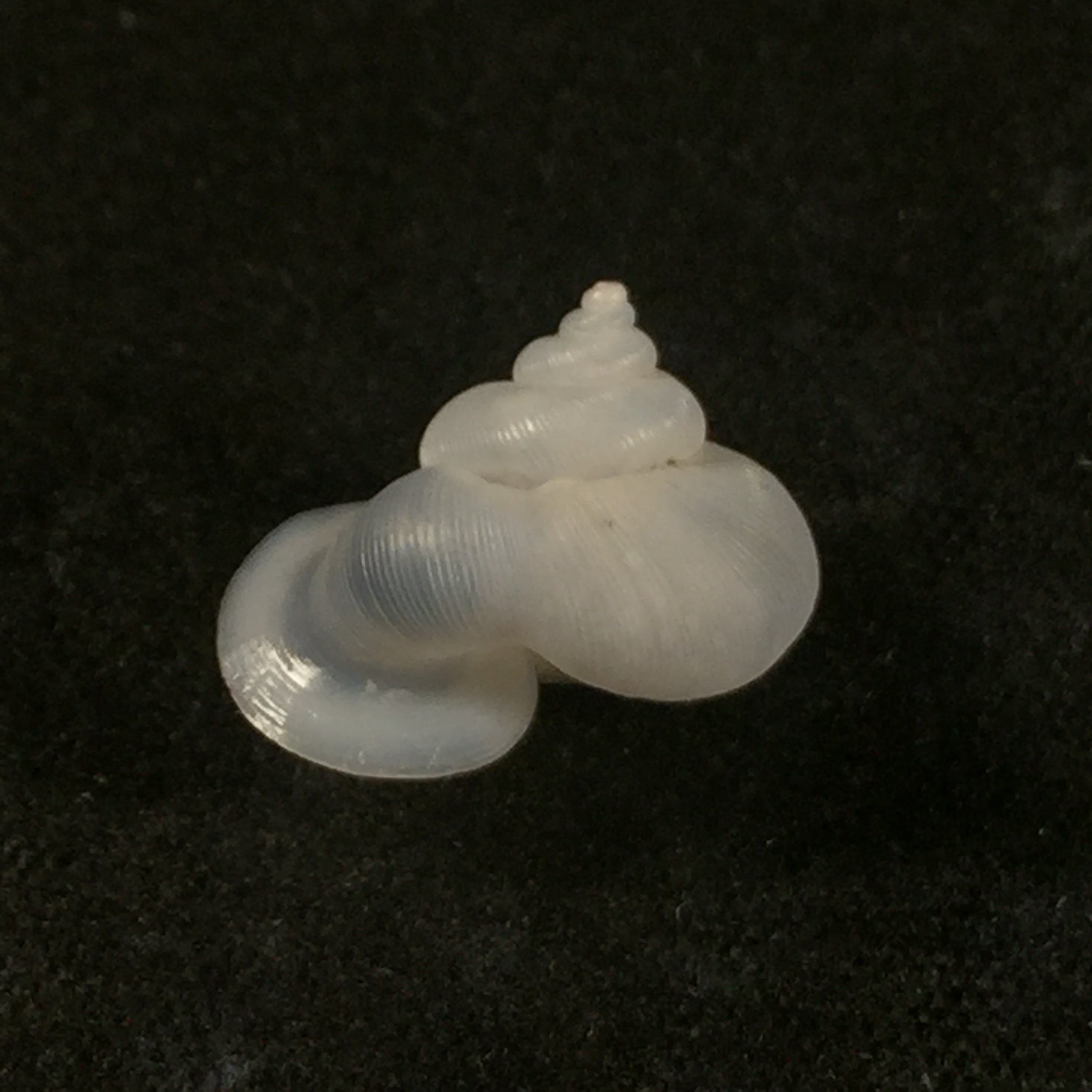 Alycaeus somnueki Panha & Patamakanthin, 1999 - 12,6mm