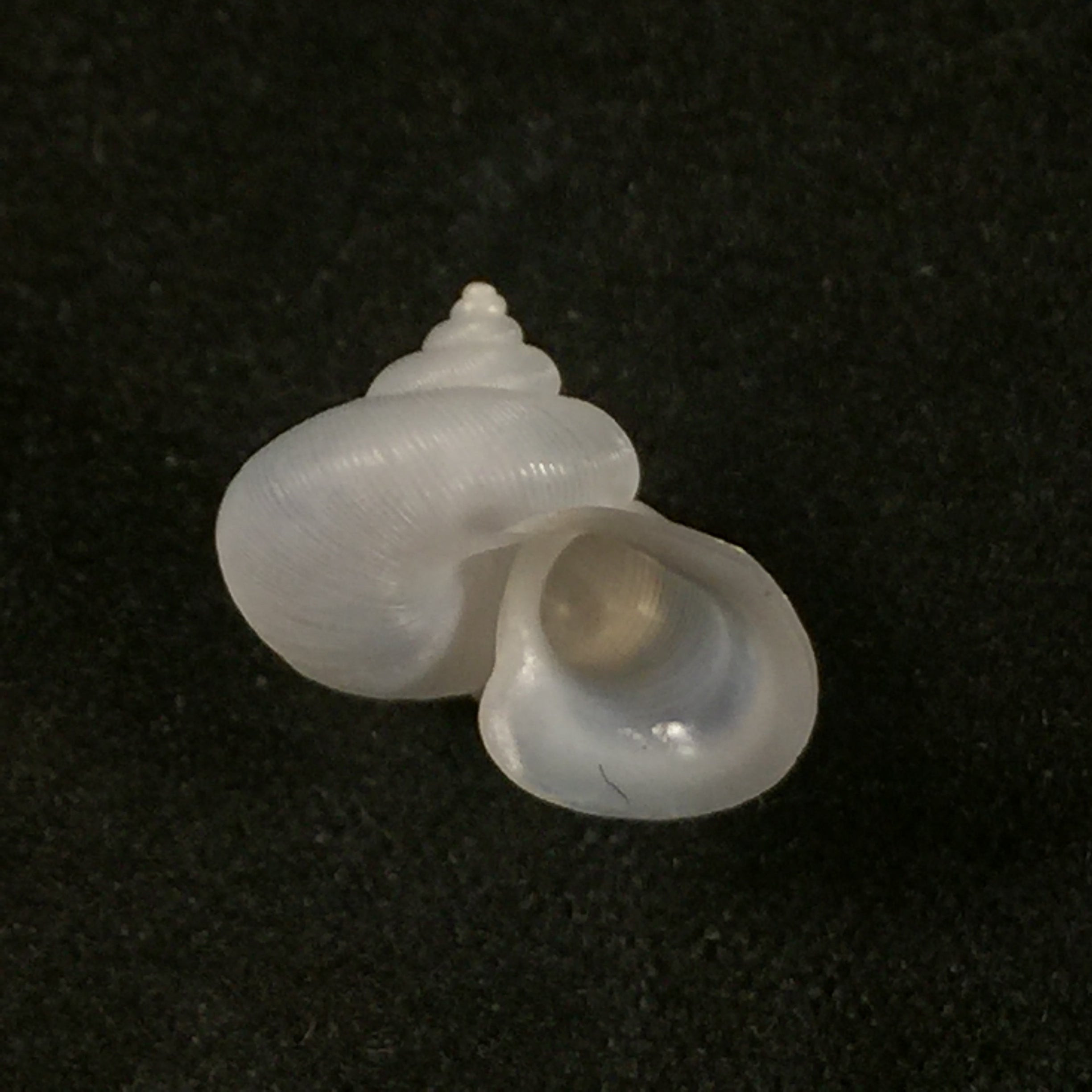 Alycaeus somnueki Panha & Patamakanthin, 1999 - 12,6mm