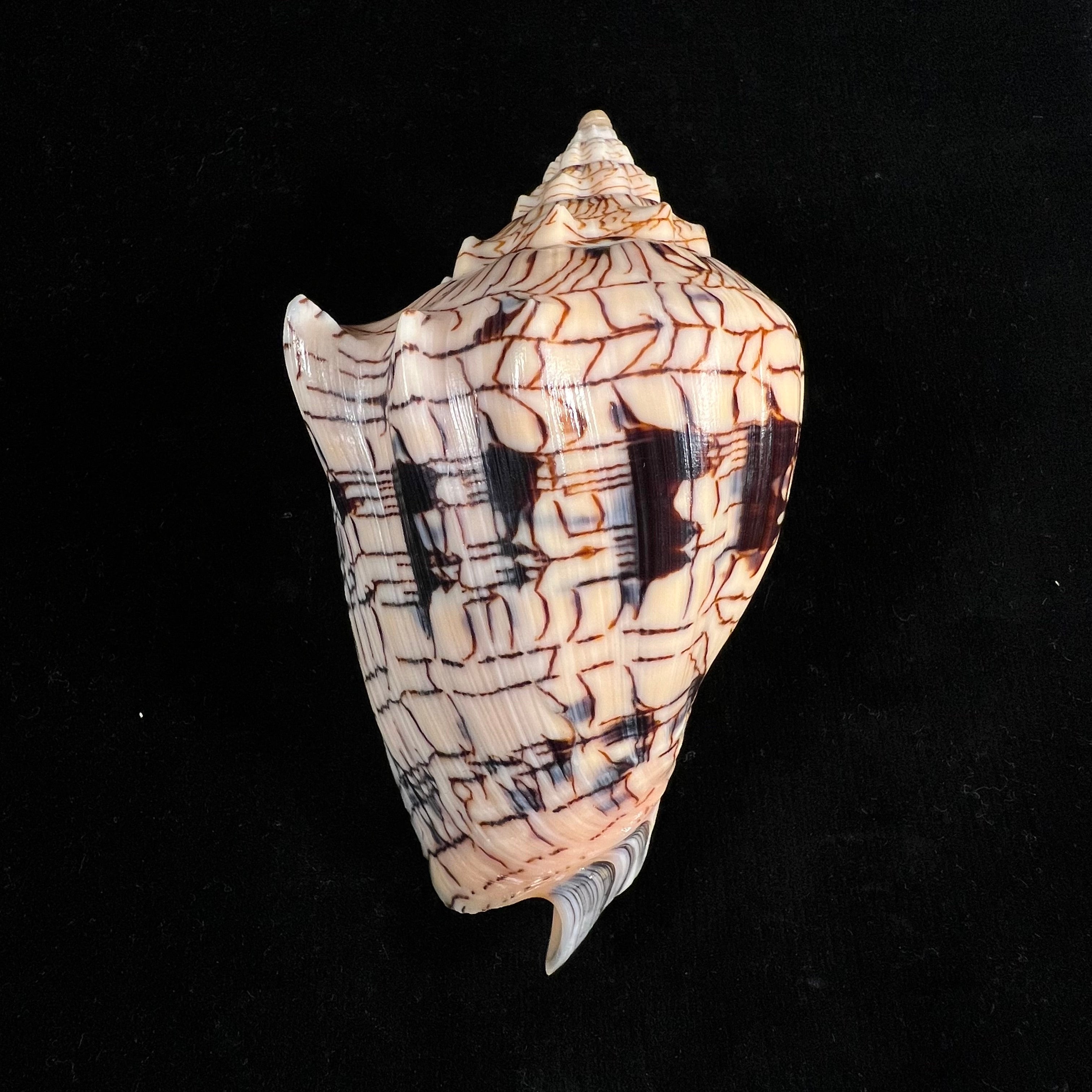 Voluta ebraea Linnaeus, 1758 - 105,2mm