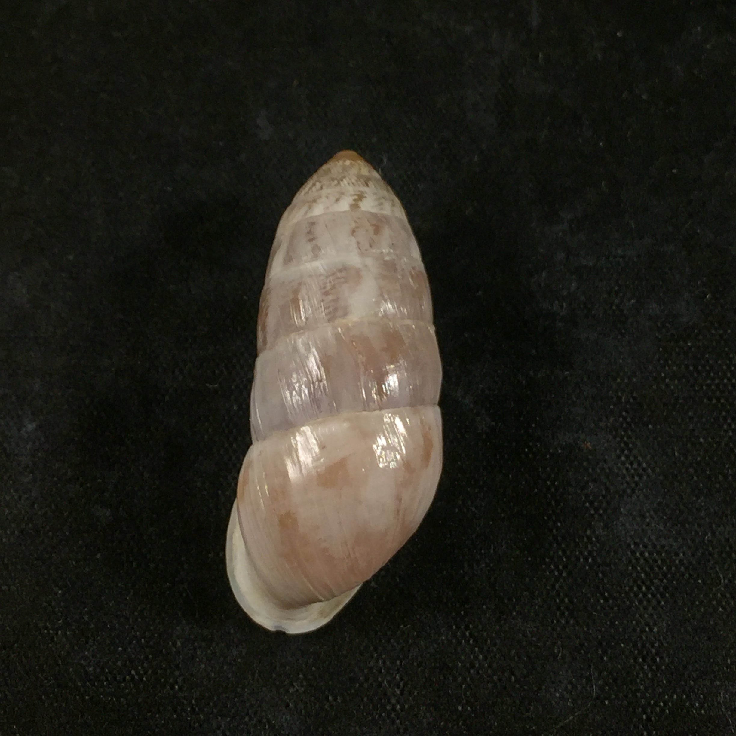 Cerion fasciatum (Binney, 1859) - 32,5毫米