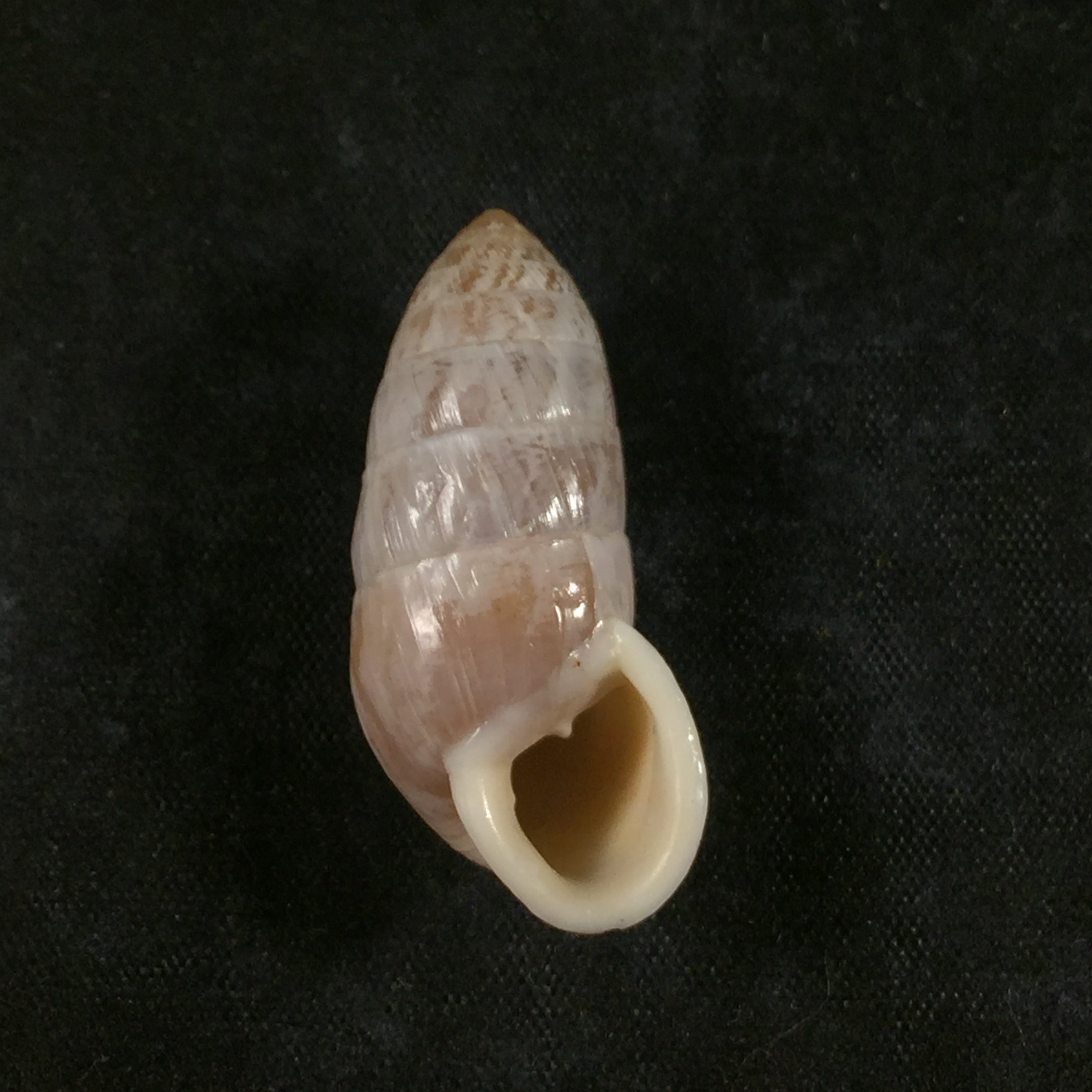 Cerion fasciatum (Binney, 1859) - 32,5毫米
