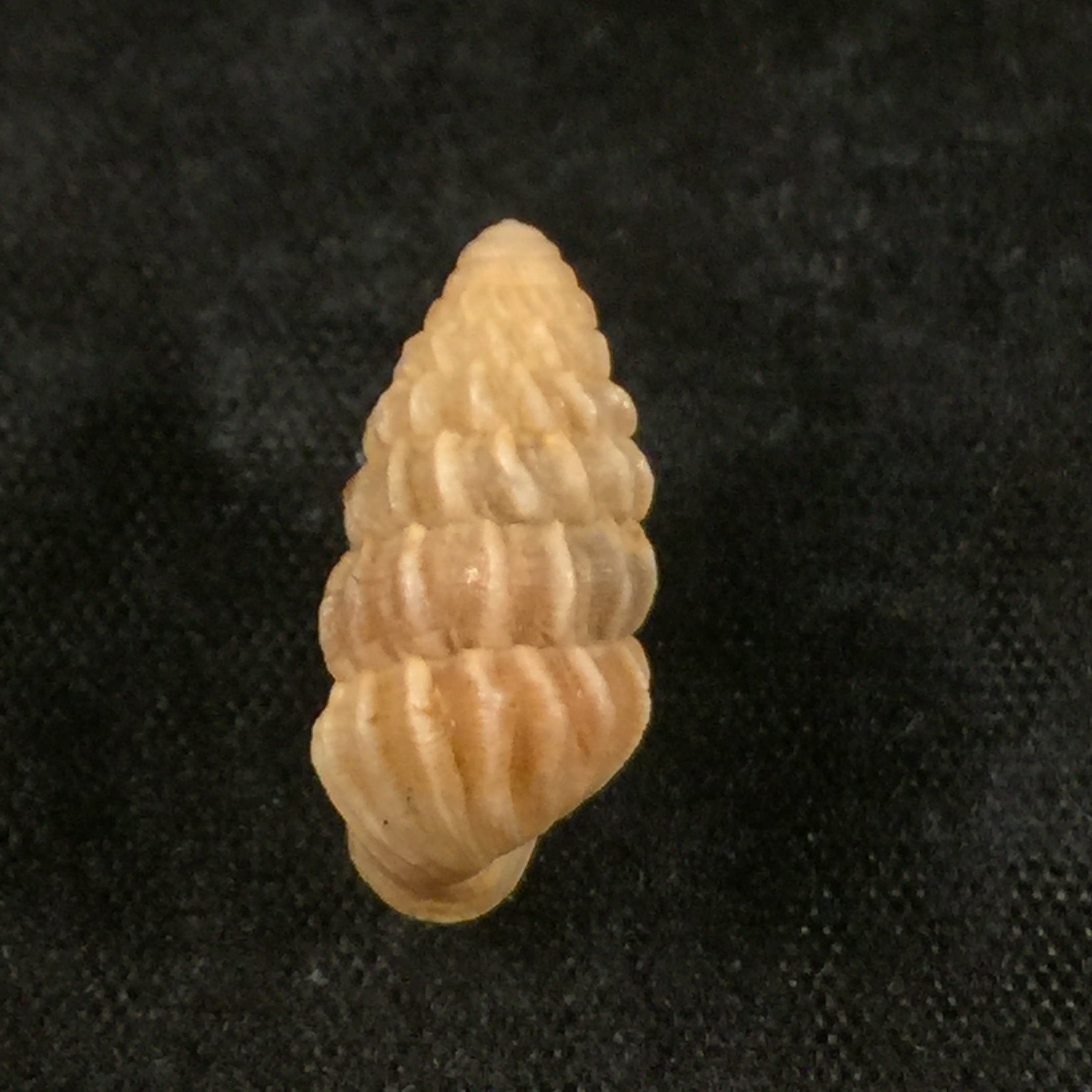 Cerion (strophiops) faxoni CJ Maynard, 1896 - 16,9毫米