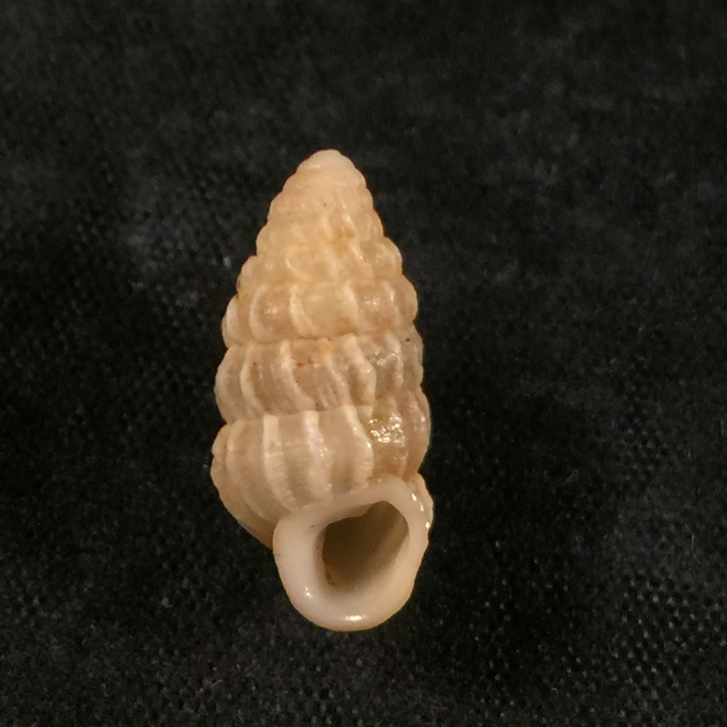 Cerion (strophiops) faxoni CJ Maynard, 1896 - 16,9毫米