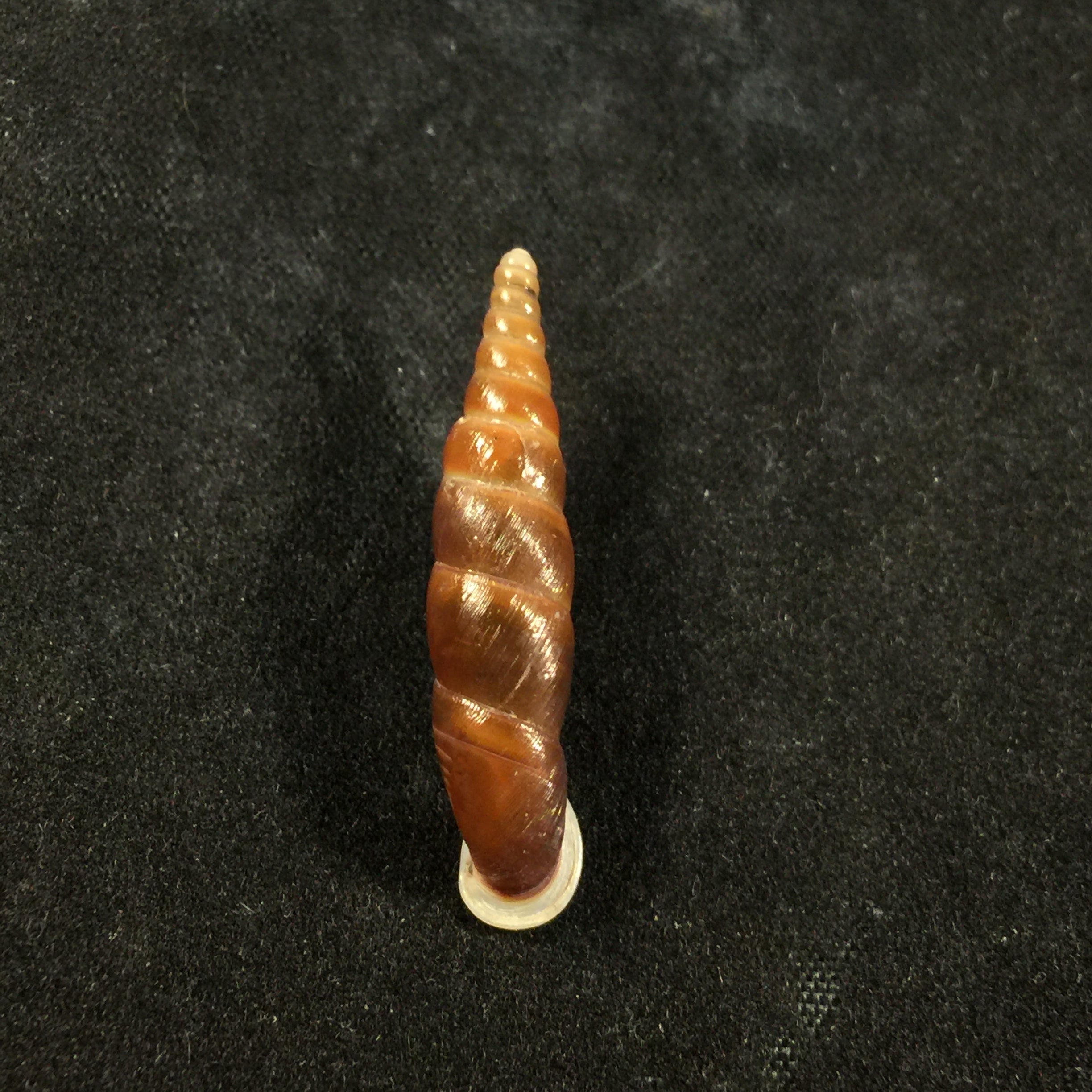 Oospira formosana albiapex (Chang & Ookubo, 1994) - 30,1毫米