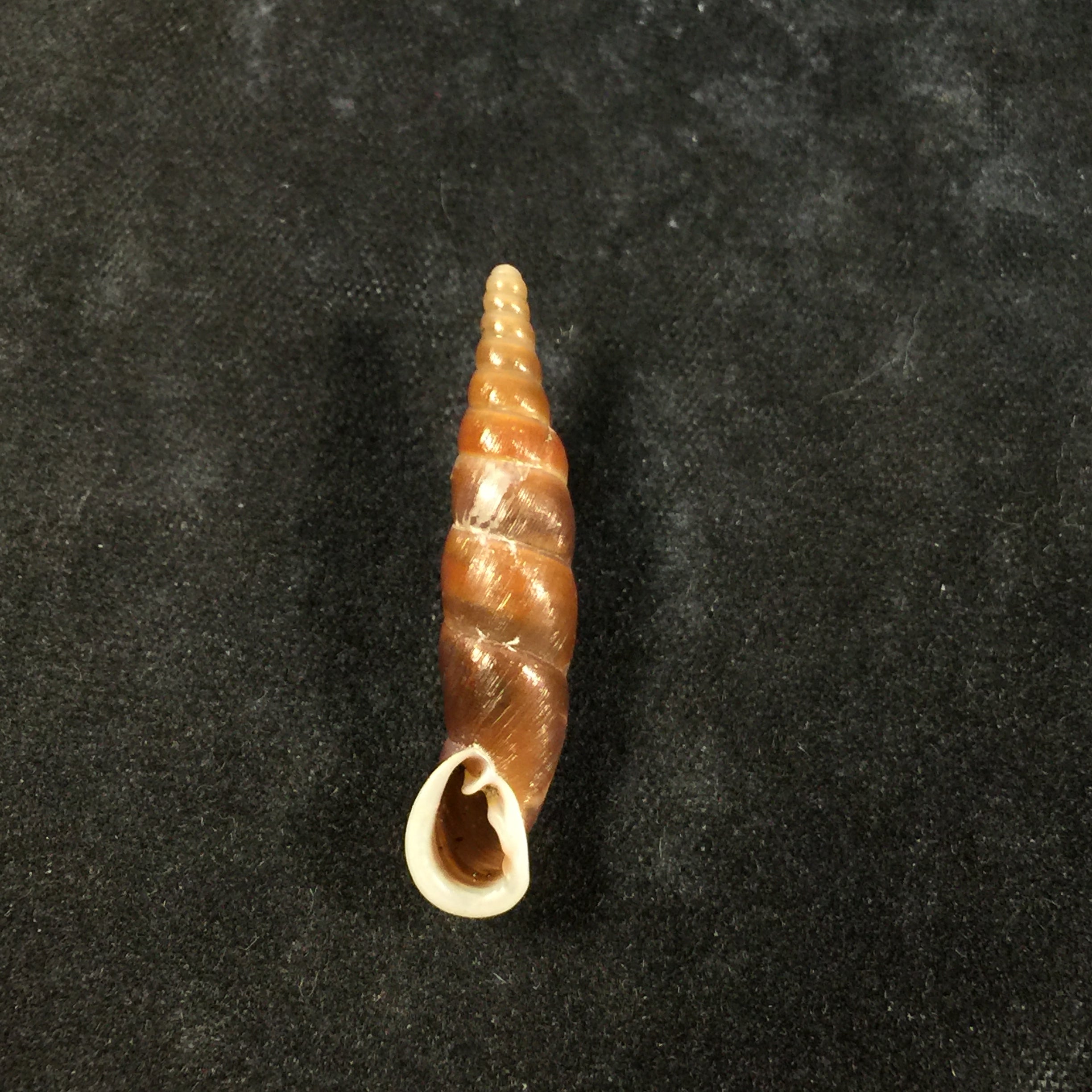 Oospira formosana albiapex (Chang & Ookubo, 1994) - 30,1毫米