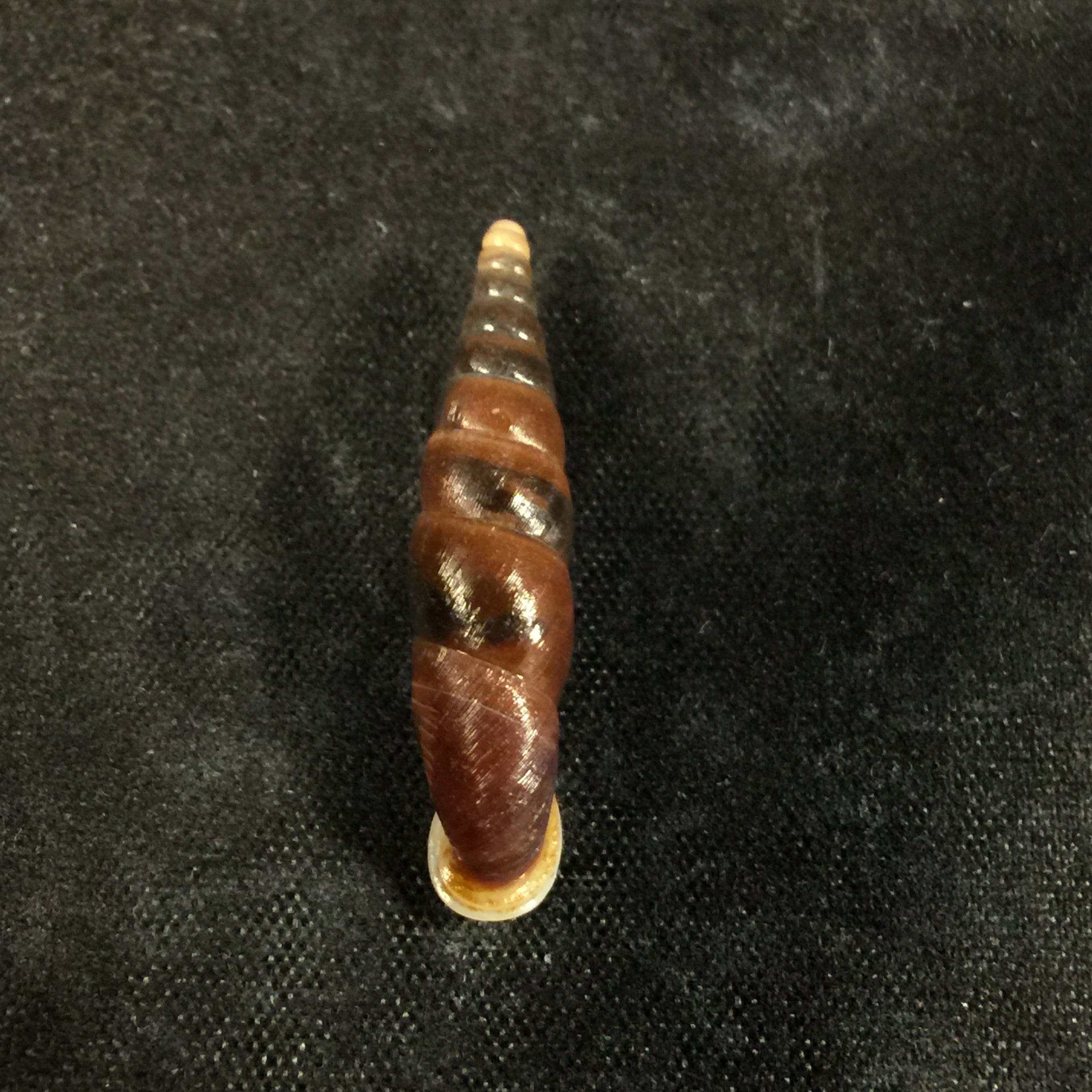 Oospira formosana albiapex (Chang & Ookubo, 1994) - 28,4mm