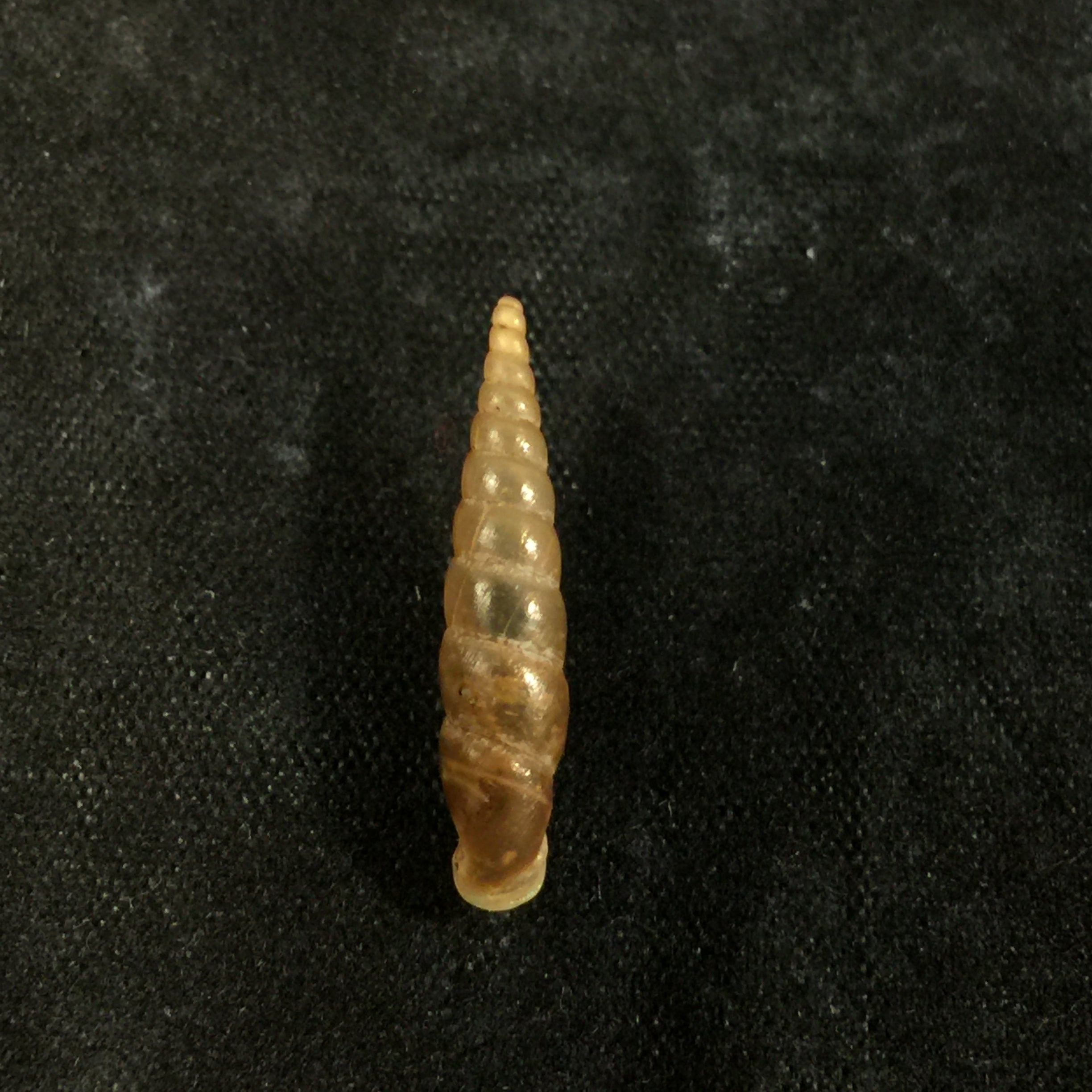 Phaedusa filicostata lucens Loosjes, 1953 - 20,3mm
