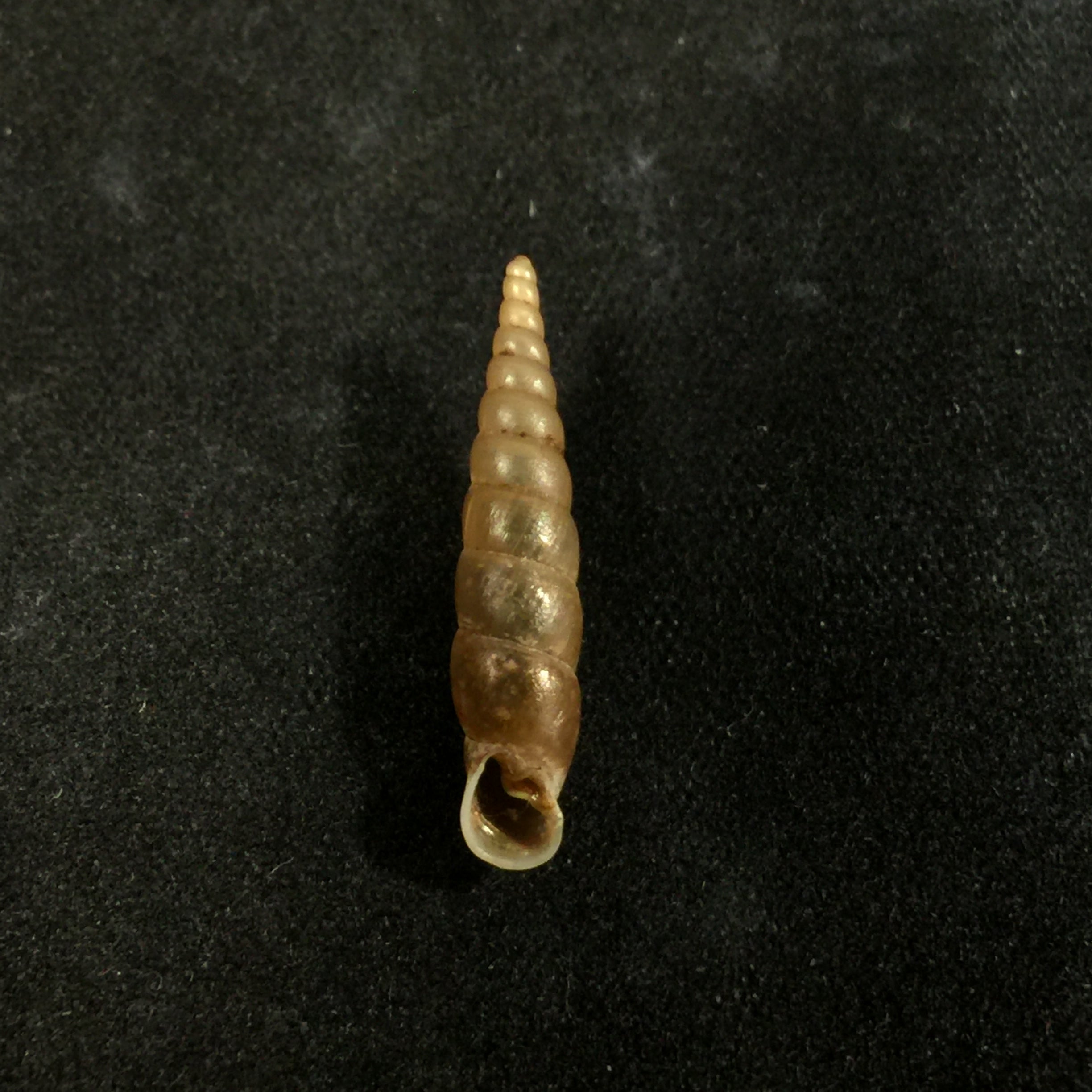 Phaedusa filicostata lucens Loosjes, 1953 - 20,3mm