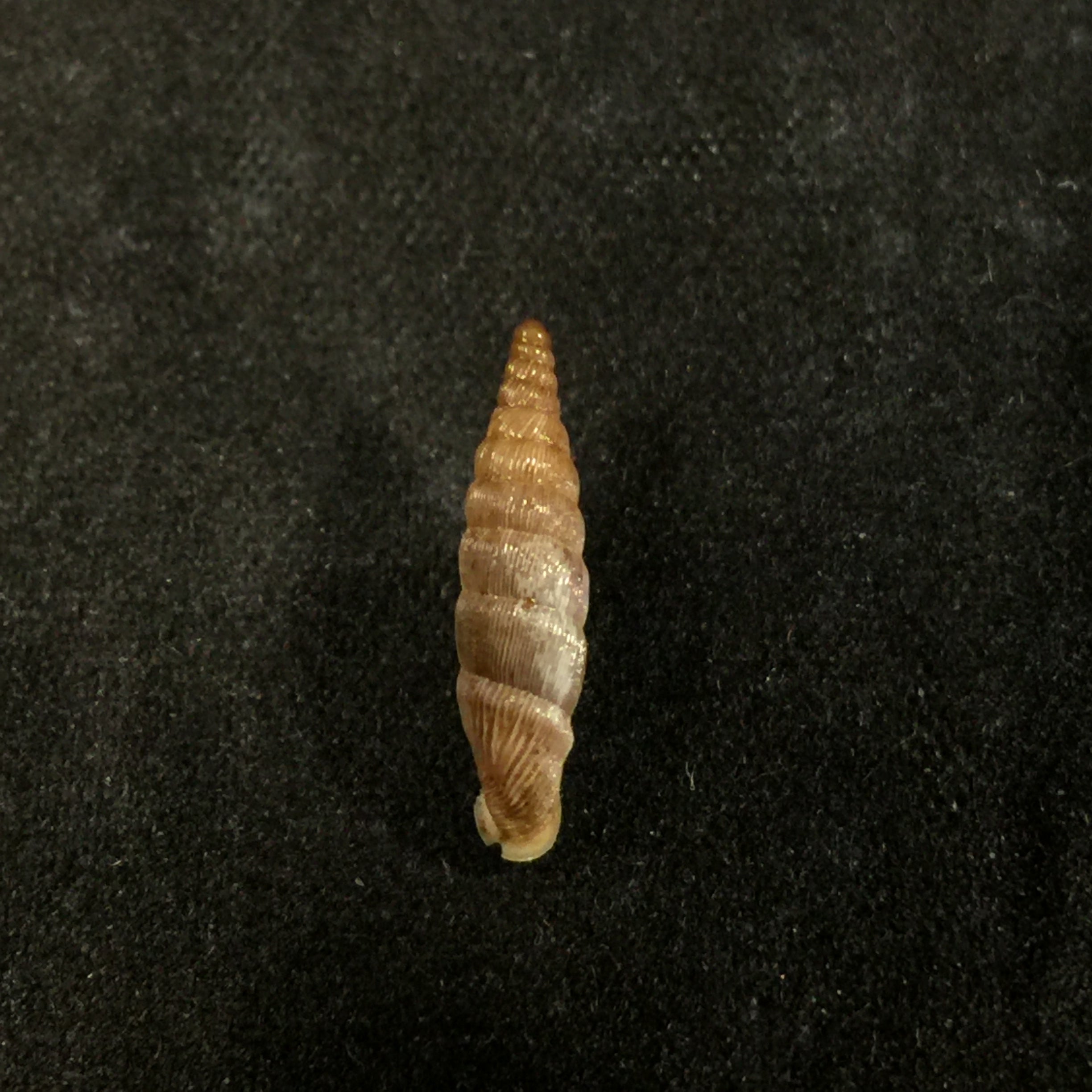 Albinaria grayana grayana (Pfeiffer, 1846) - 14,3毫米