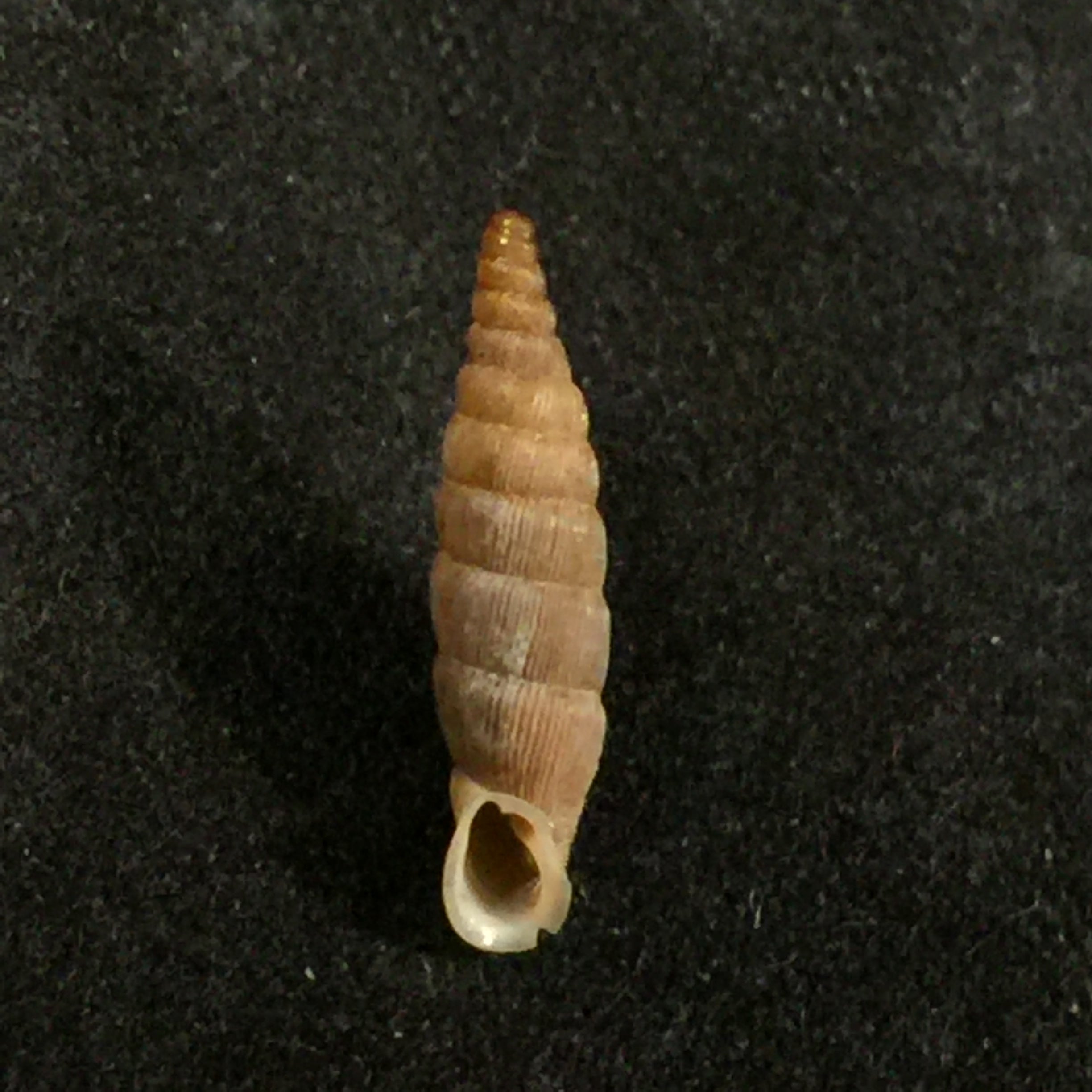 Albinaria grayana grayana (Pfeiffer, 1846) - 14,3毫米