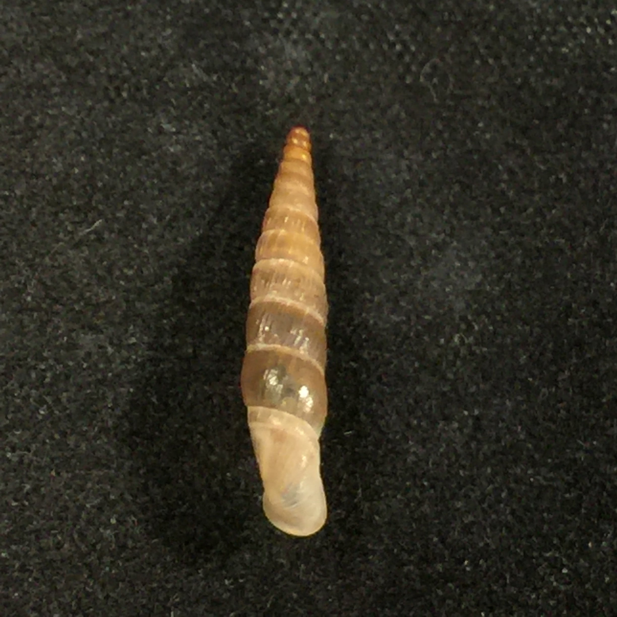 Carinigera hiltrudae H. Nordsieck, 1974 - 16,5mm