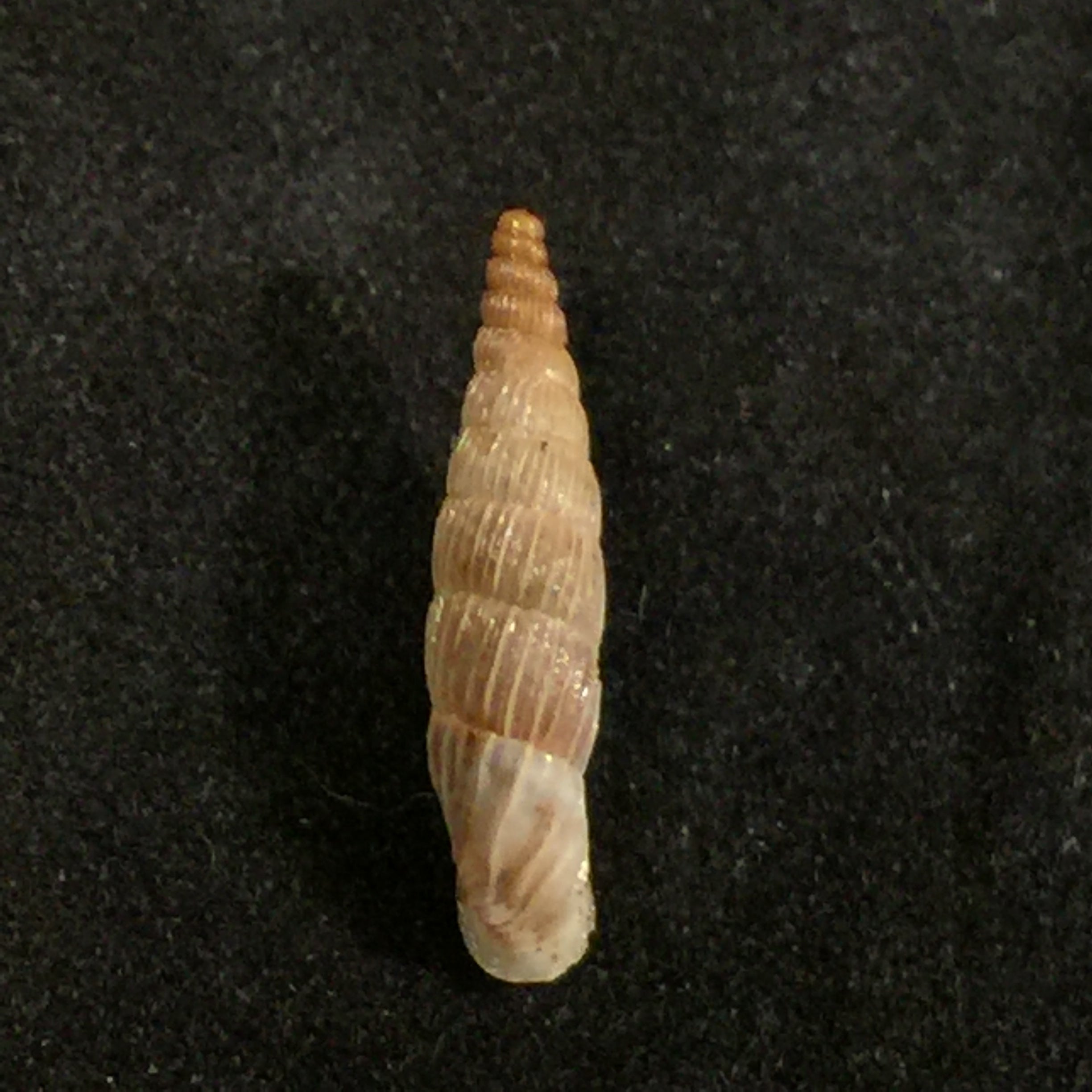 Albinaria lerosiensis (Pfeiffer, 1841) - 16,7毫米