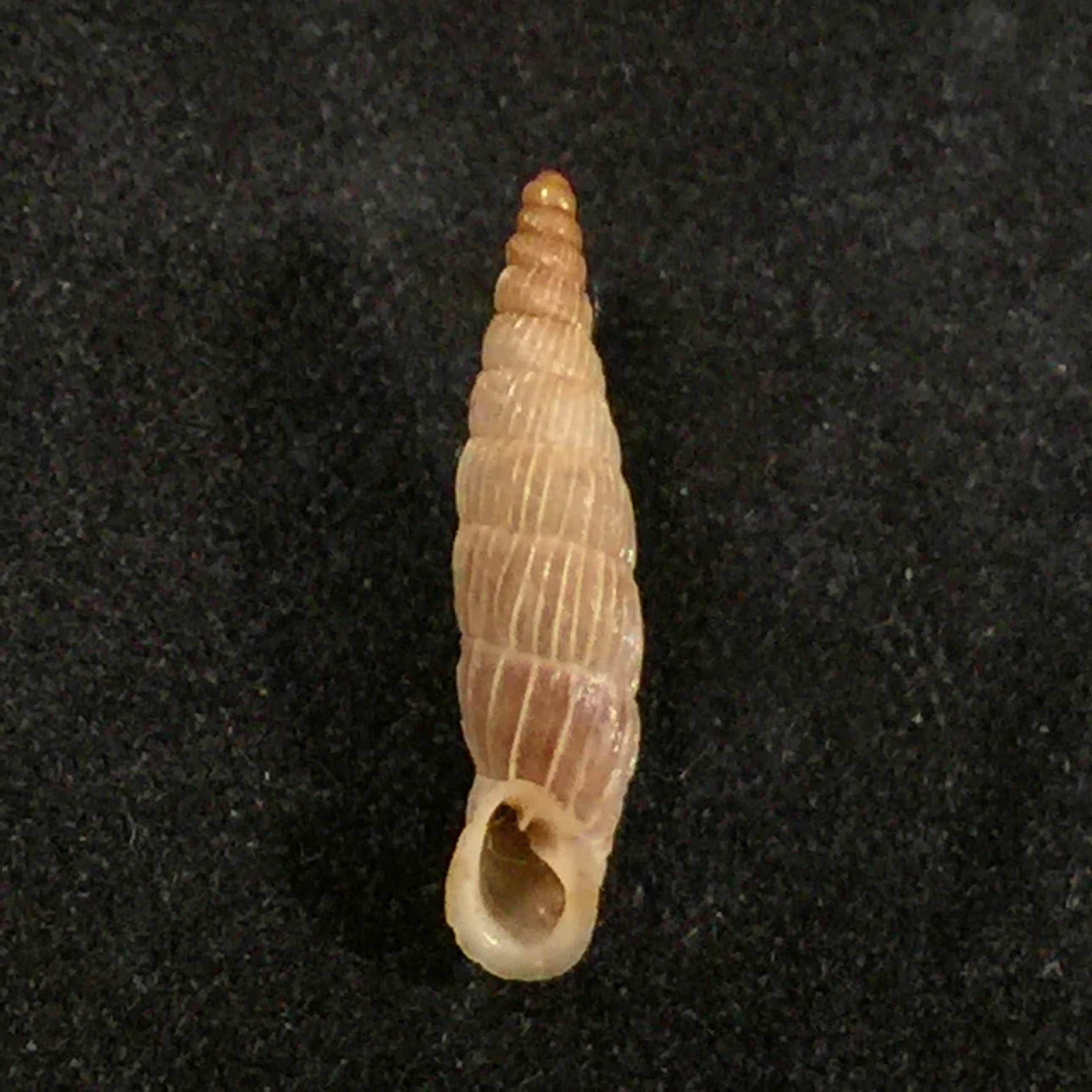 Albinaria lerosiensis (Pfeiffer, 1841) - 16,7毫米