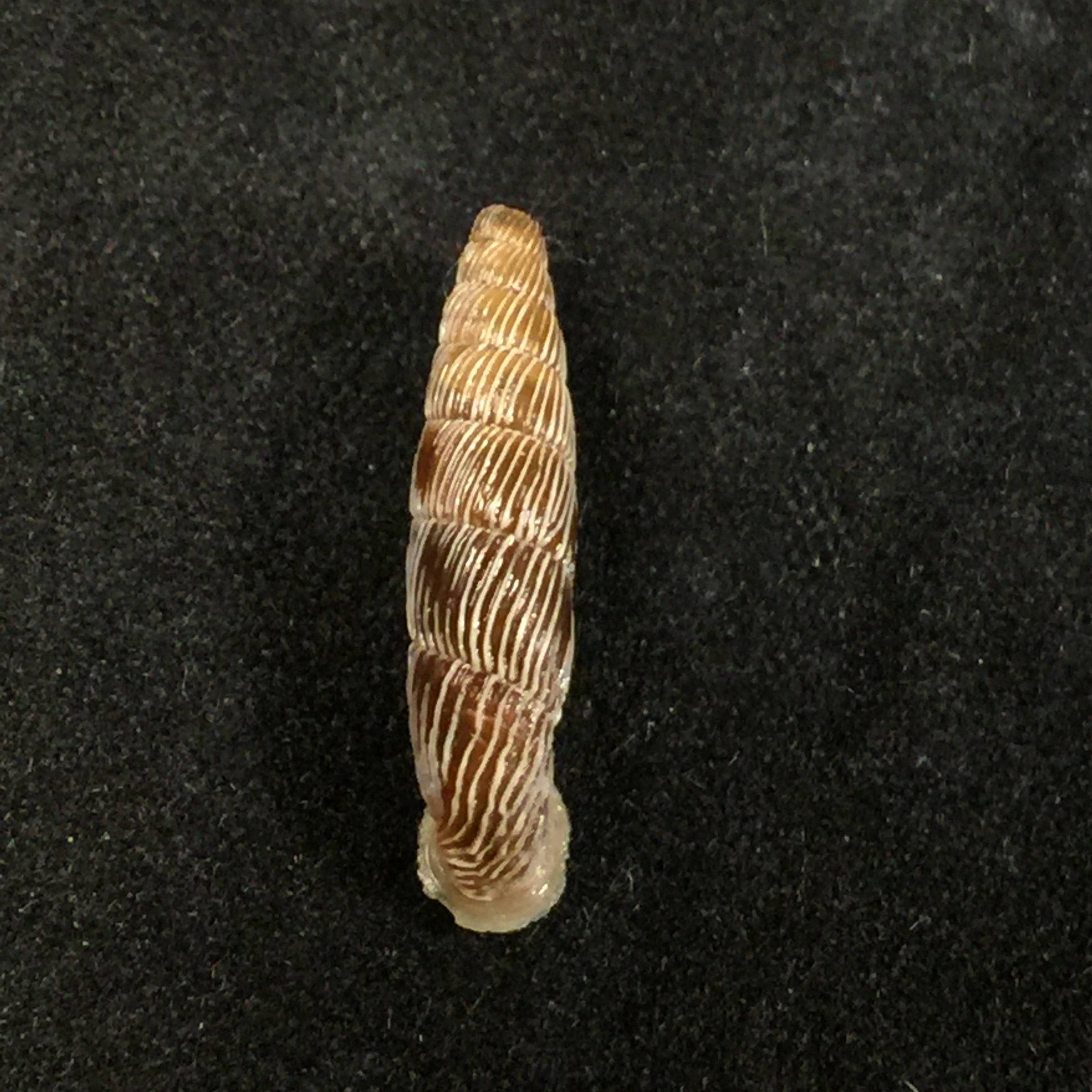 Carinigera albicostata (O. Boettger, 1877) - 18,8mm
