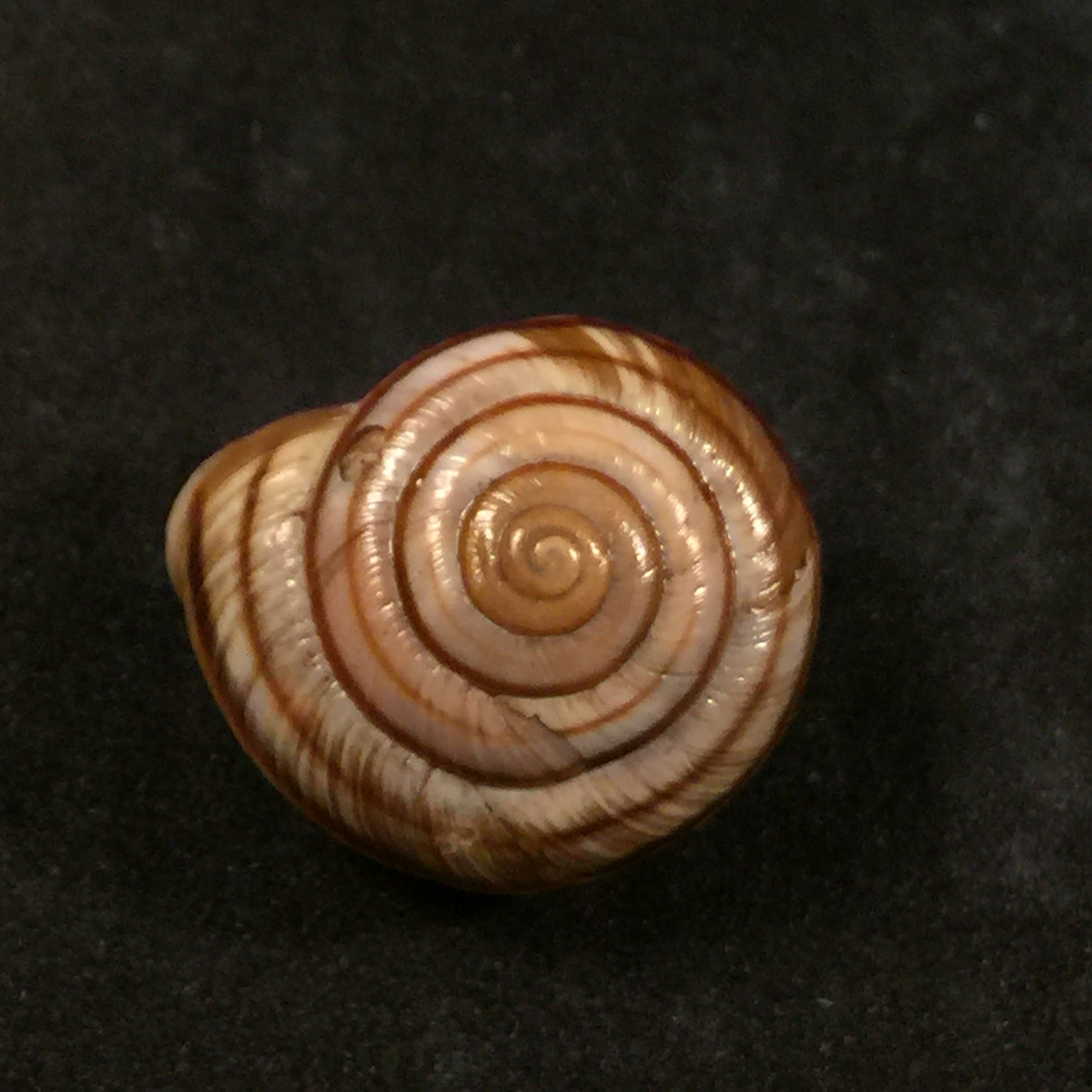 Helicigona rumelica (EA Rossmässler, 1838) - 23,8mm