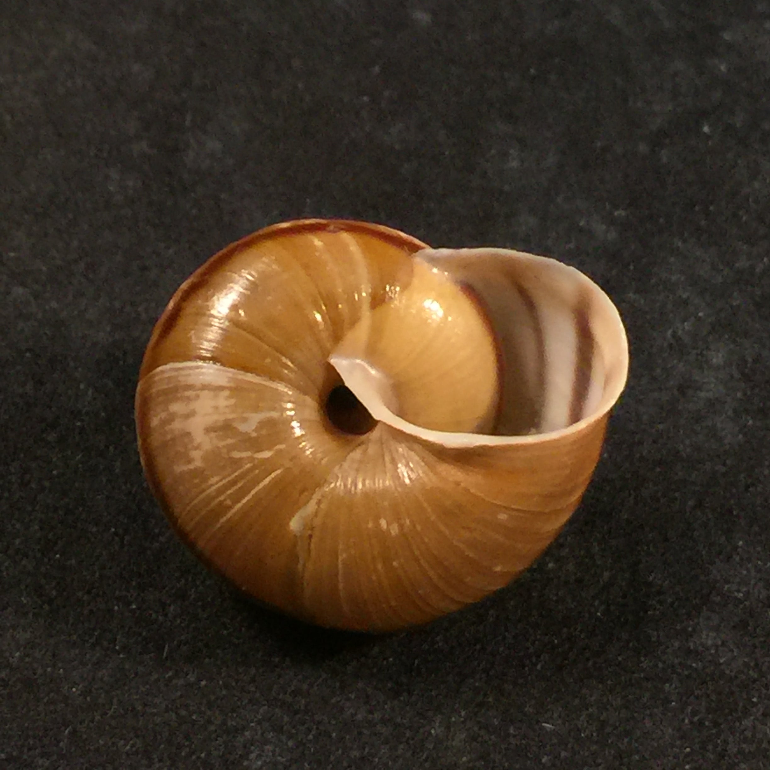 Helicigona rumelica (EA Rossmässler, 1838) - 23,8mm