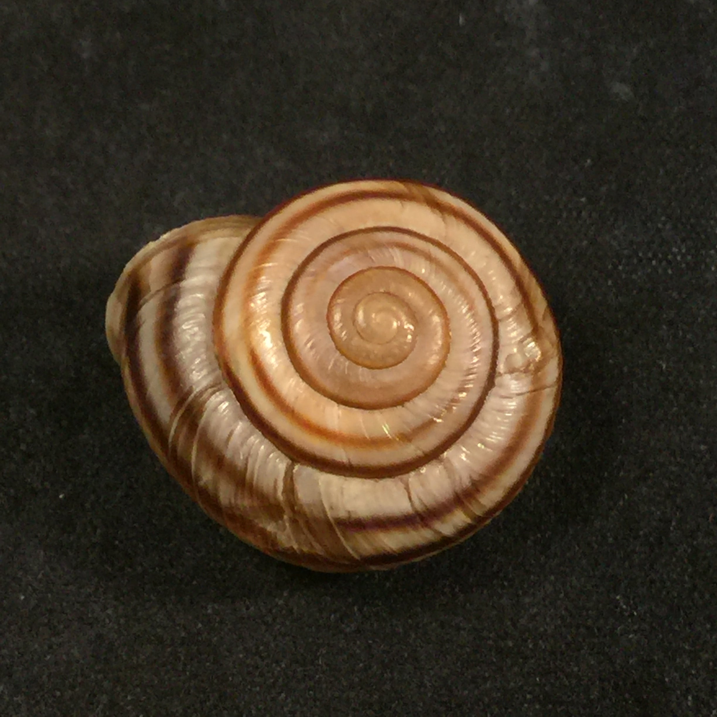 Helicigona rumelica (EA Rossmässler, 1838) - 24 毫米