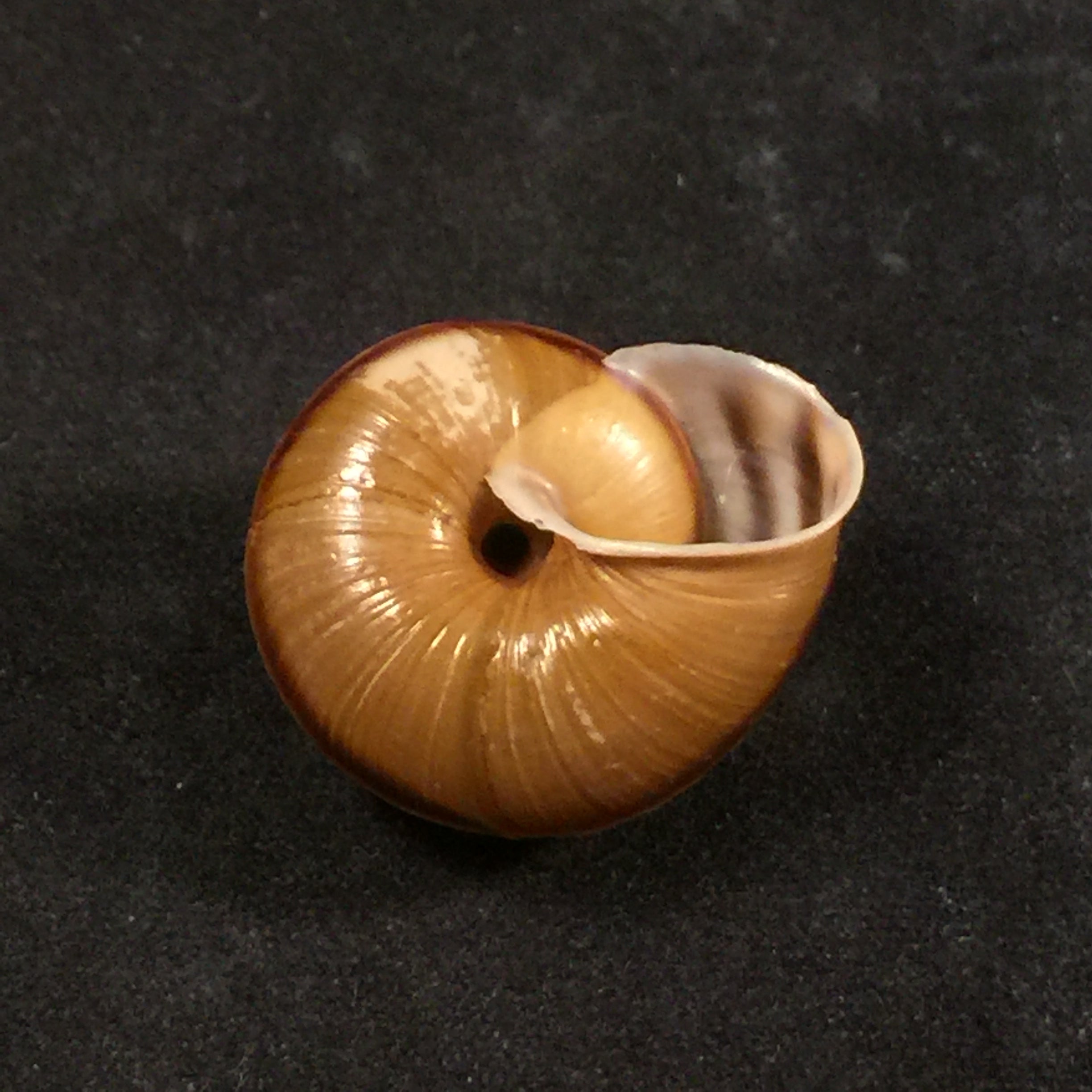 Helicigona rumelica (EA Rossmässler, 1838) - 24 毫米