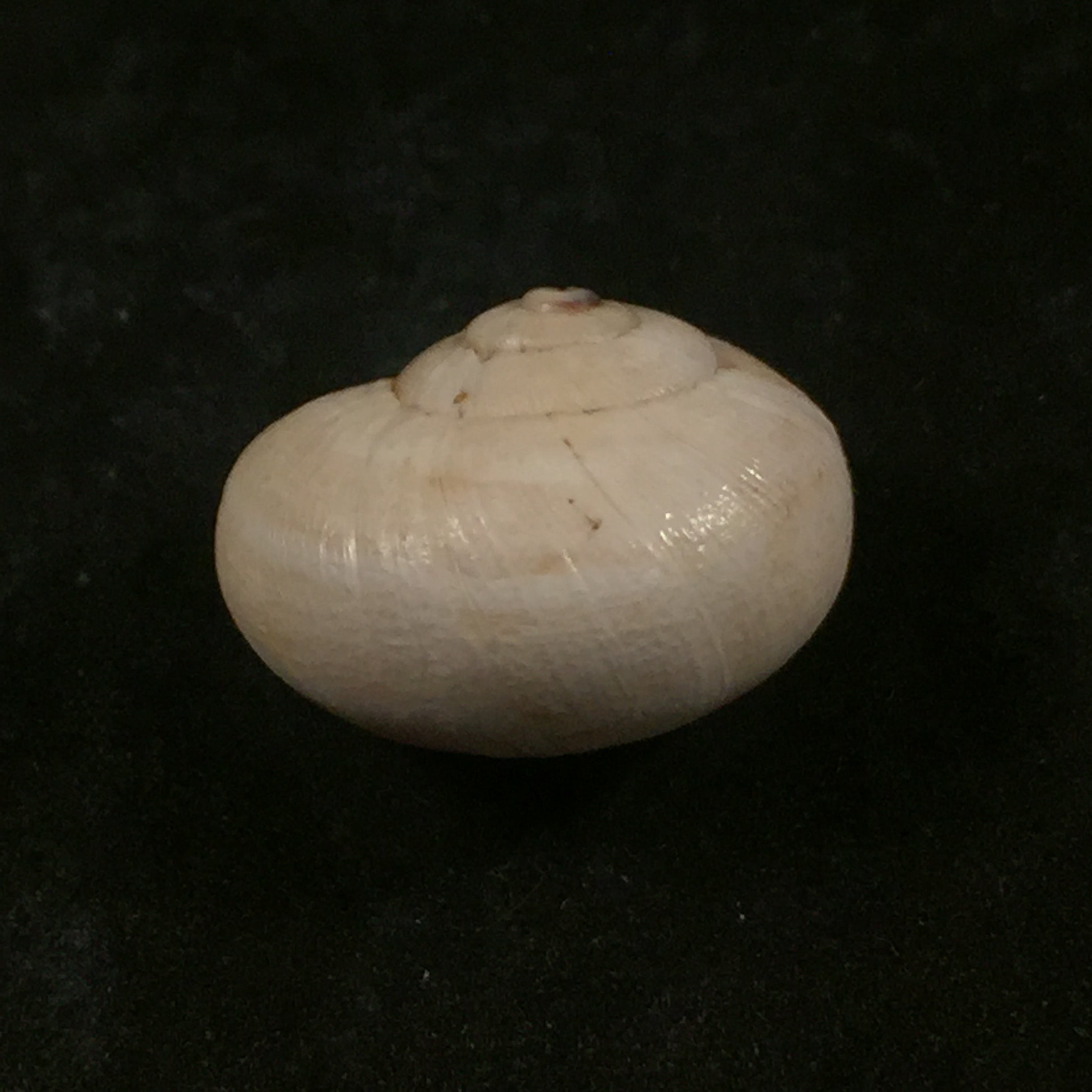 Eremina dillwyniana (Pfeiffer, 1851) - 27,8mm