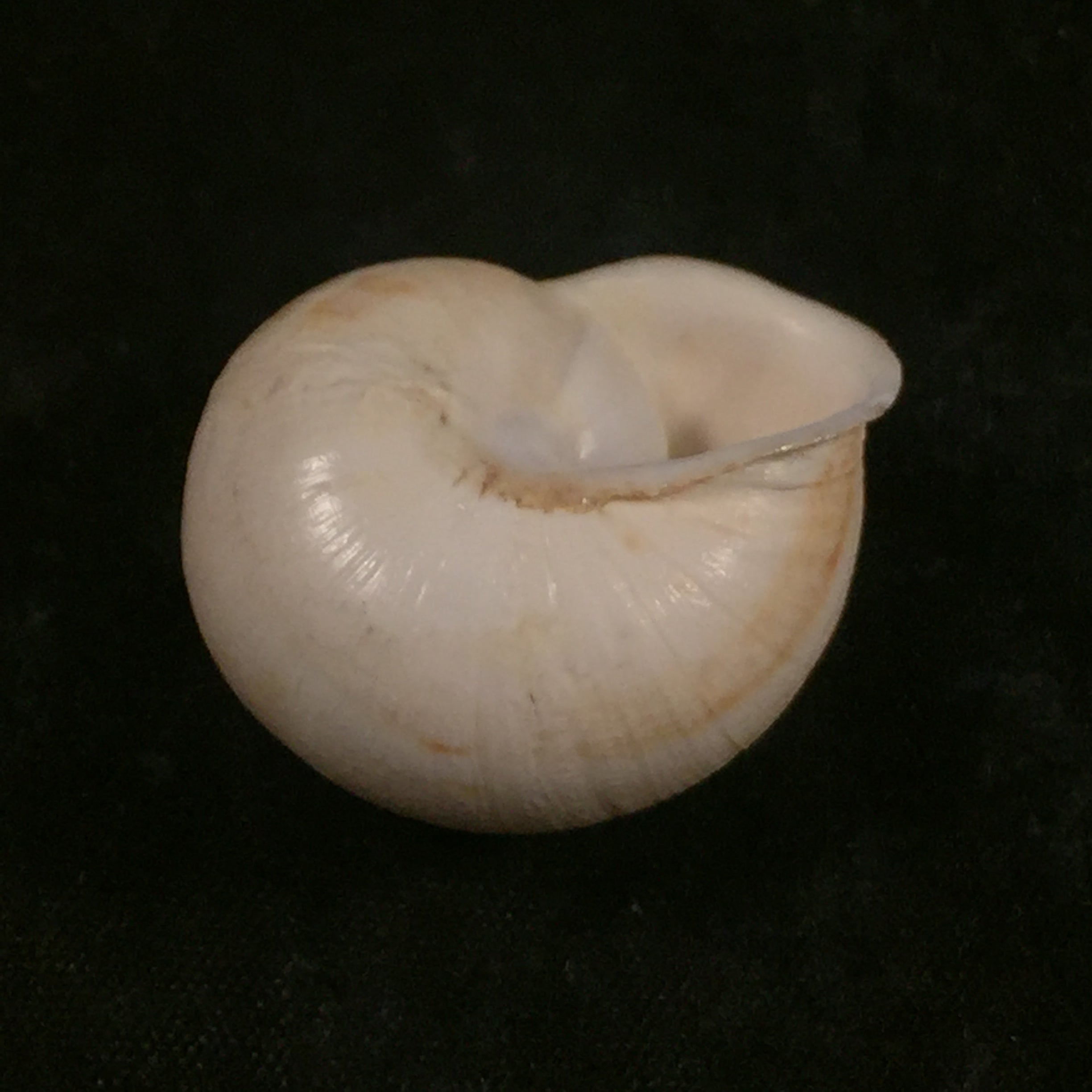 Eremina dillwyniana (Pfeiffer, 1851) - 27,8mm