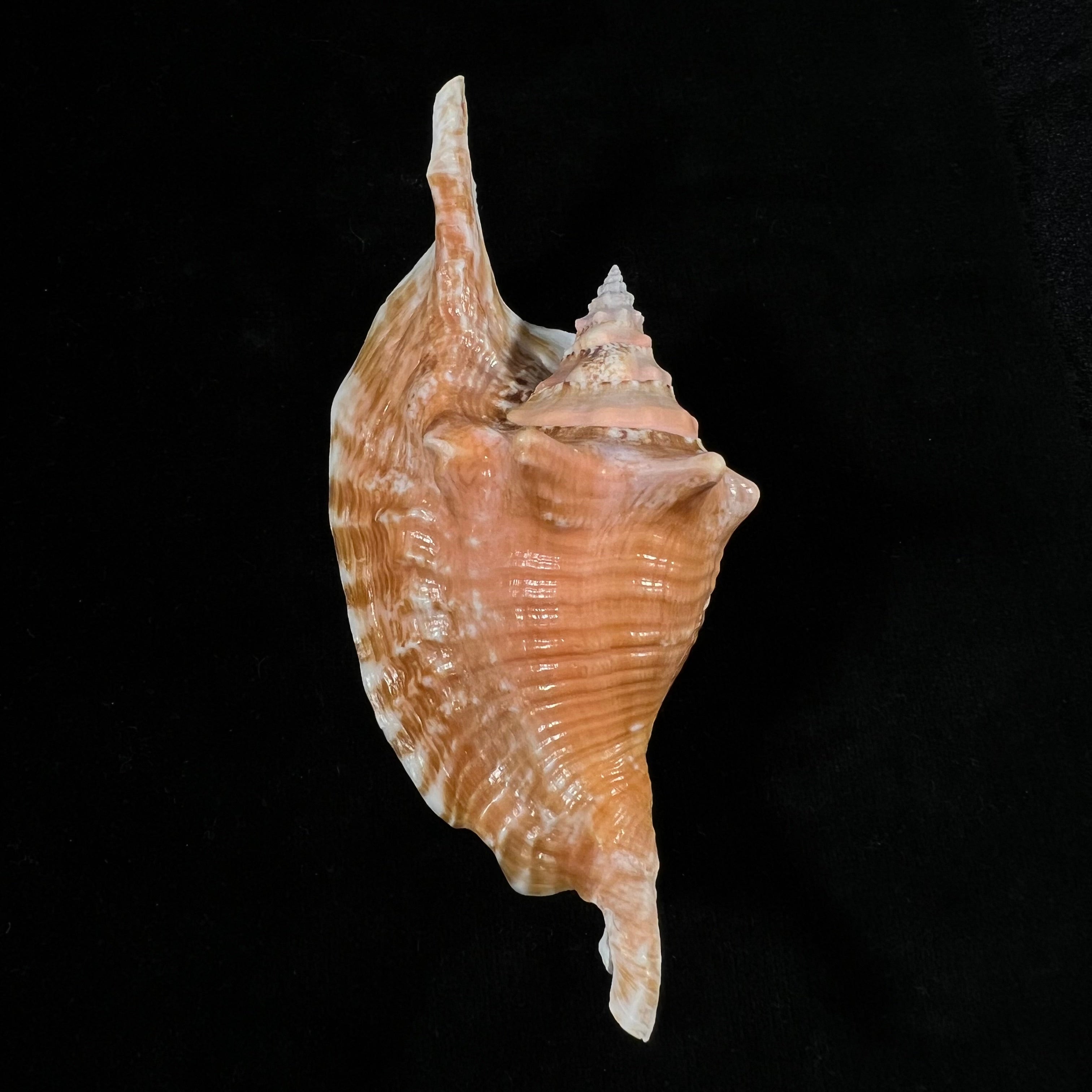 Aliger gallus (Linnaeus, 1758) - 127,7mm