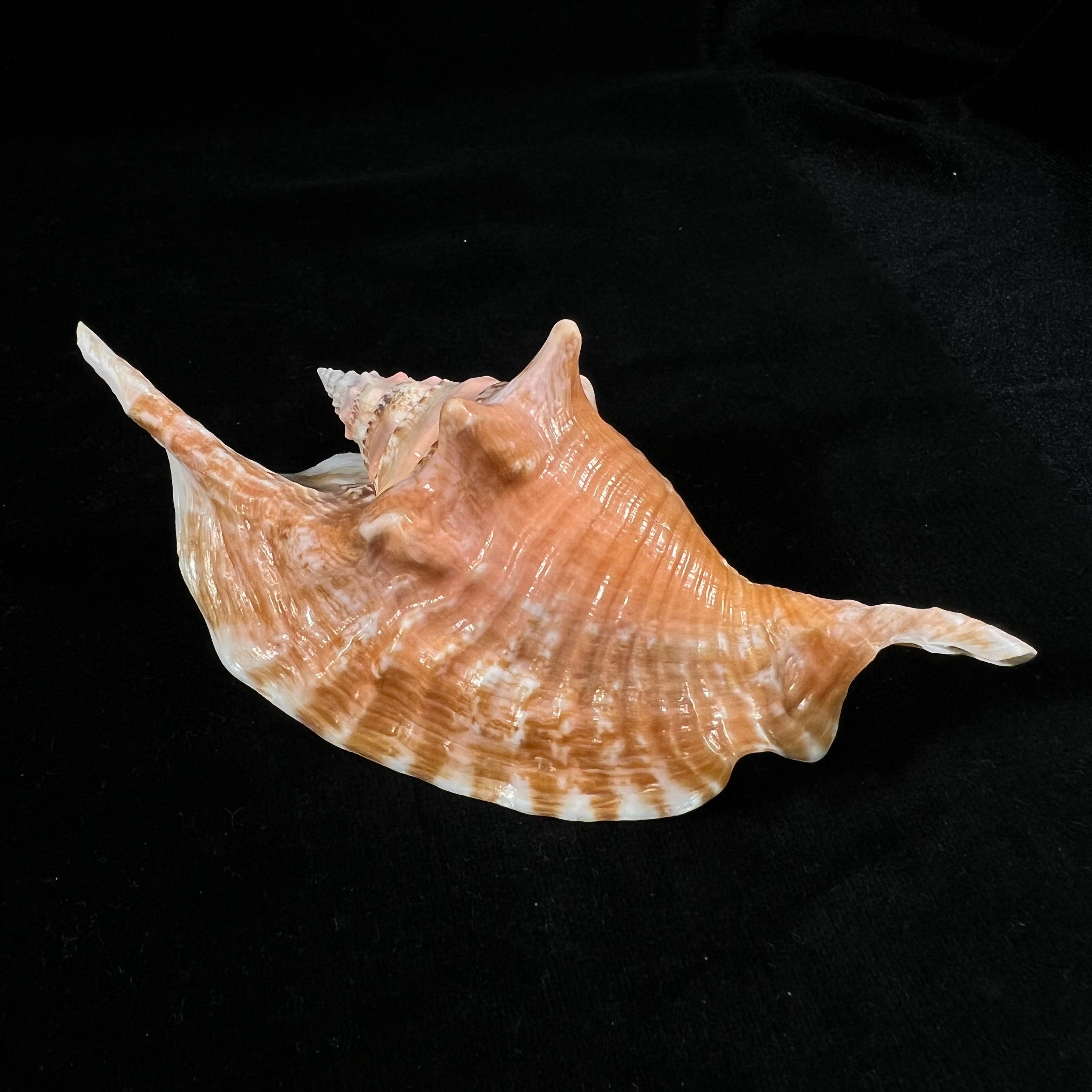 Aliger gallus (Linnaeus, 1758) - 127,7mm