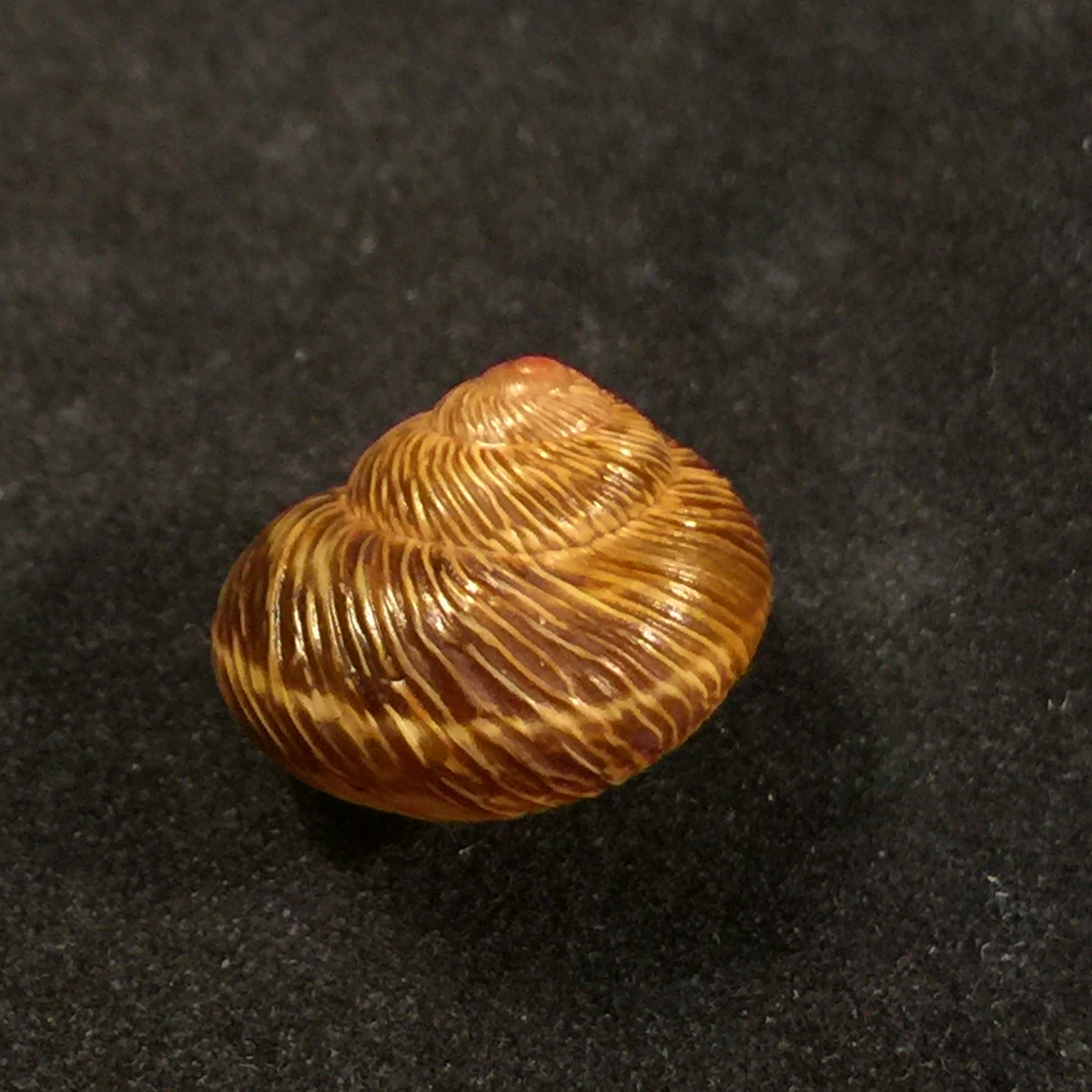 Leptaxis nivosa (GB Sowerby I, 1824) - 14,9mm