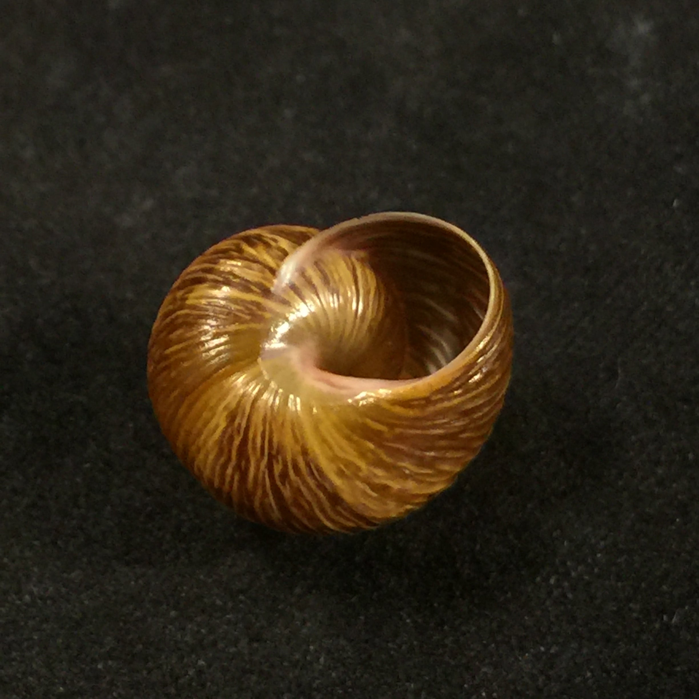 Leptaxis nivosa (GB Sowerby I, 1824) - 14,9mm