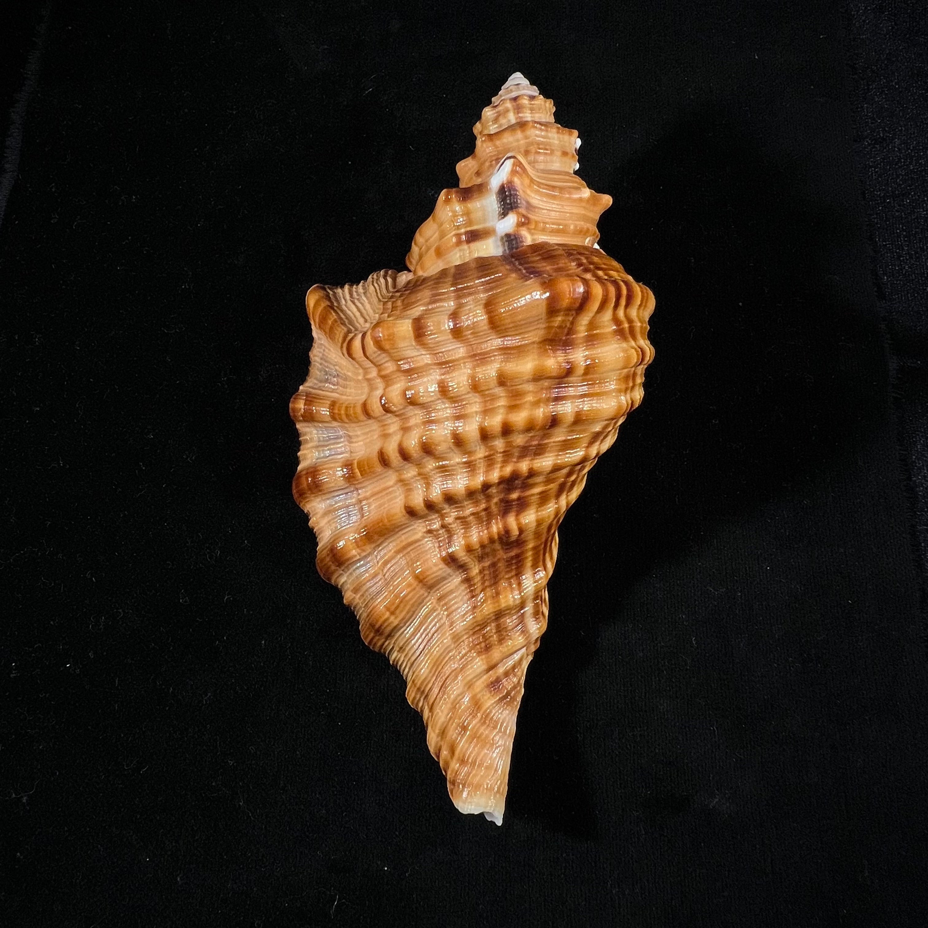 Cymatium raderi D'Attilio & B. W. Myers, 1984 - 153mm