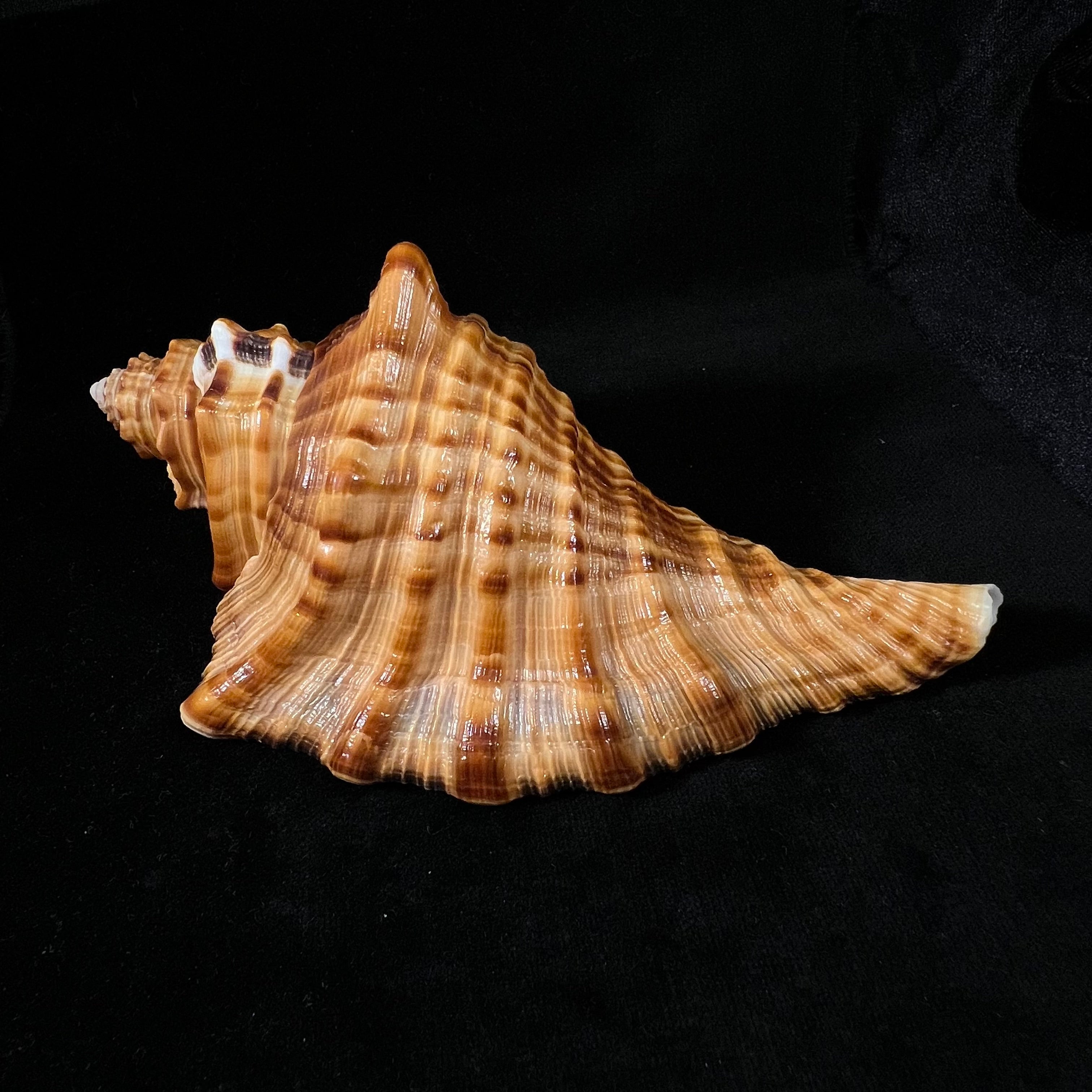 Cymatium raderi D'Attilio & B. W. Myers, 1984 - 153mm