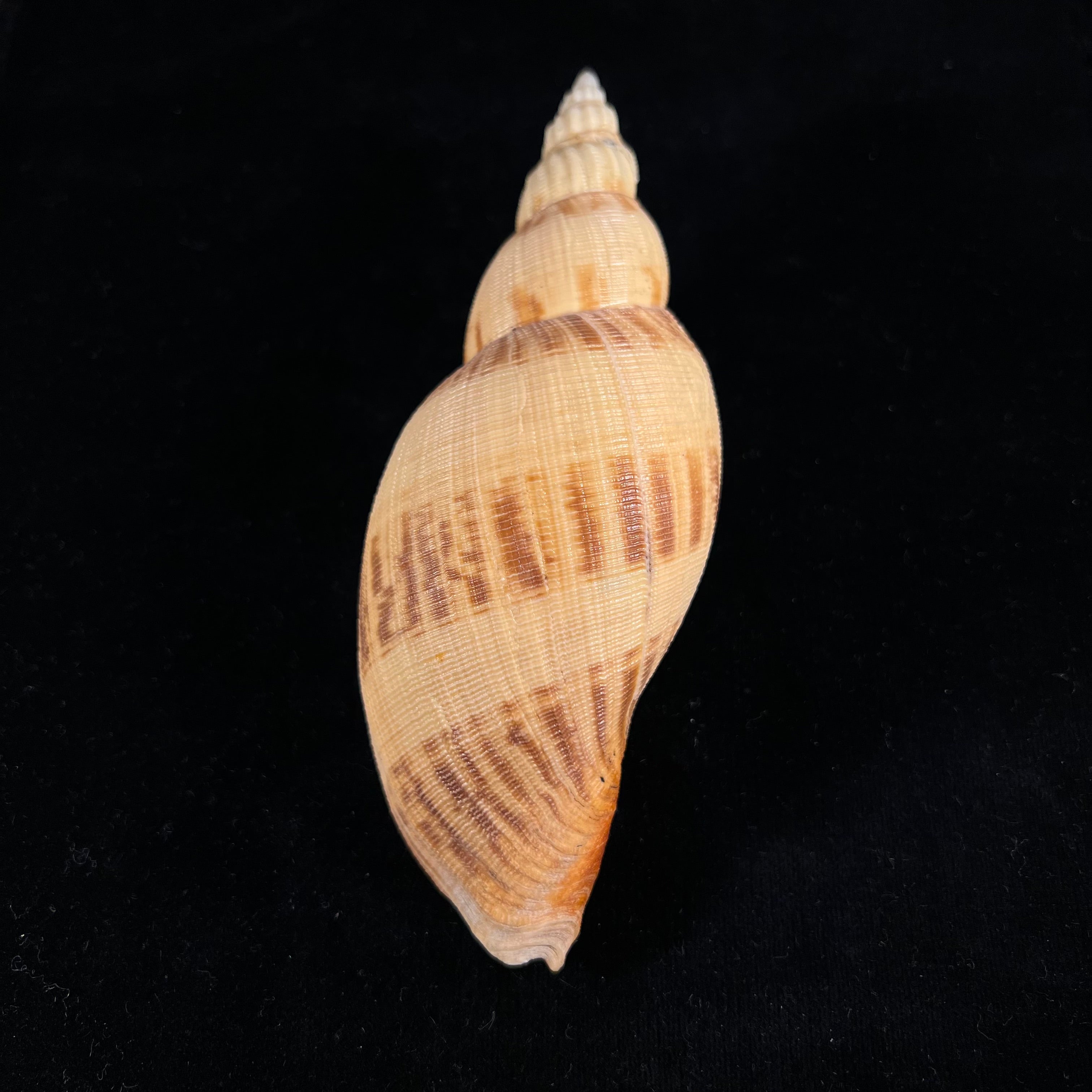 Odontocymbiola simulatrix Leal & Bouchet, 1989 - 142,9毫米