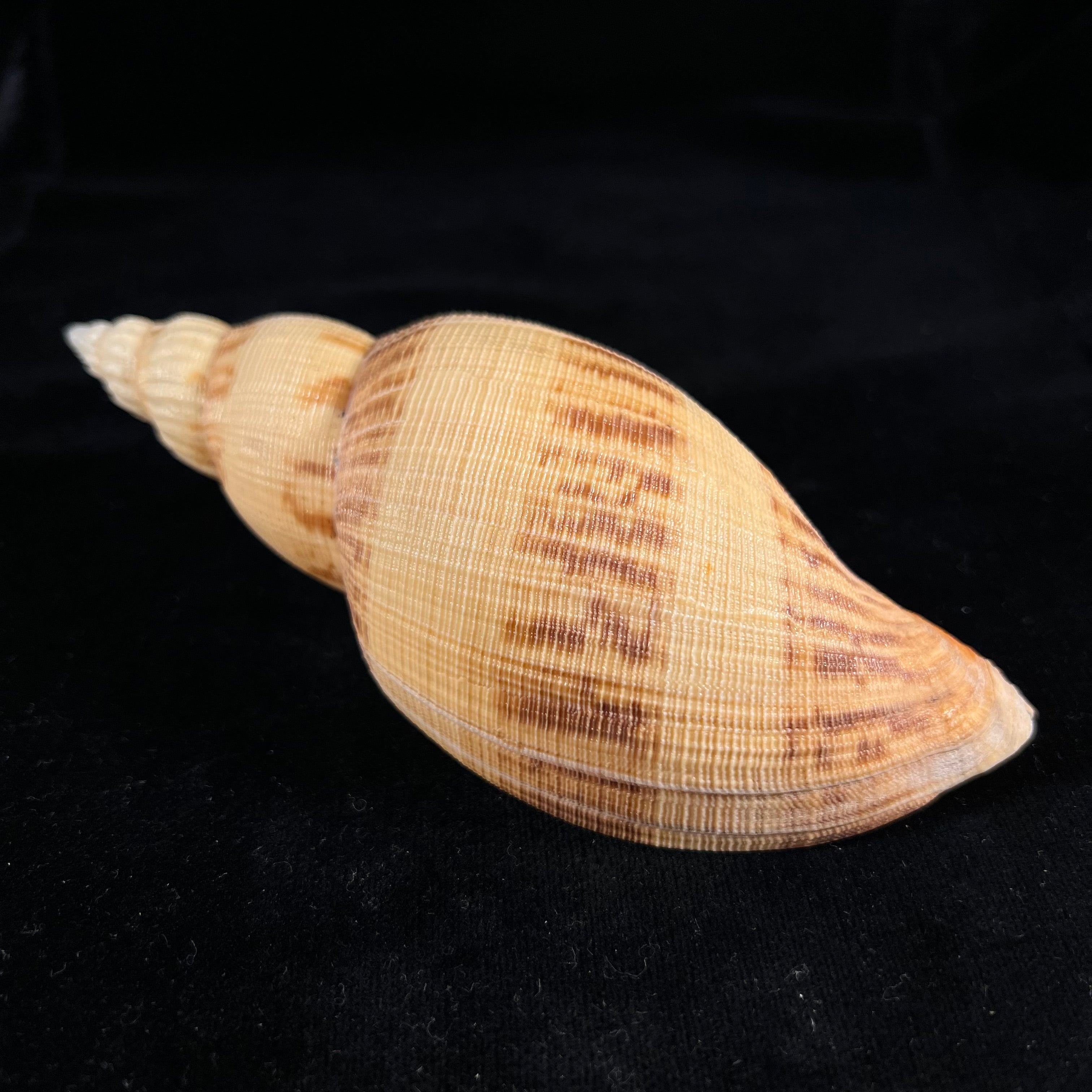Odontocymbiola simulatrix Leal & Bouchet, 1989 - 142,9毫米