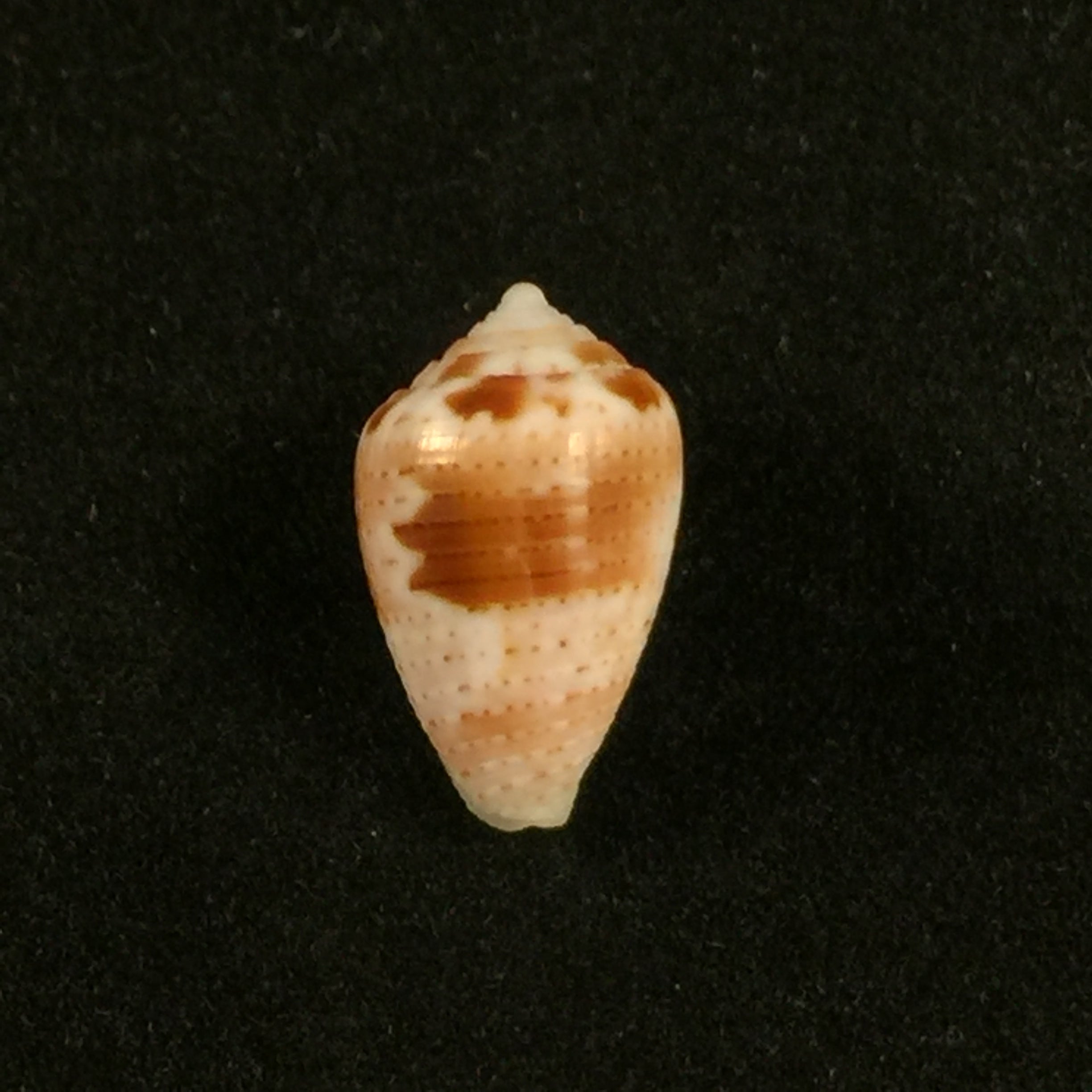 Artemidiconus selenae Von Mol, Tursch & Kempf, 1967 - 14,1毫米