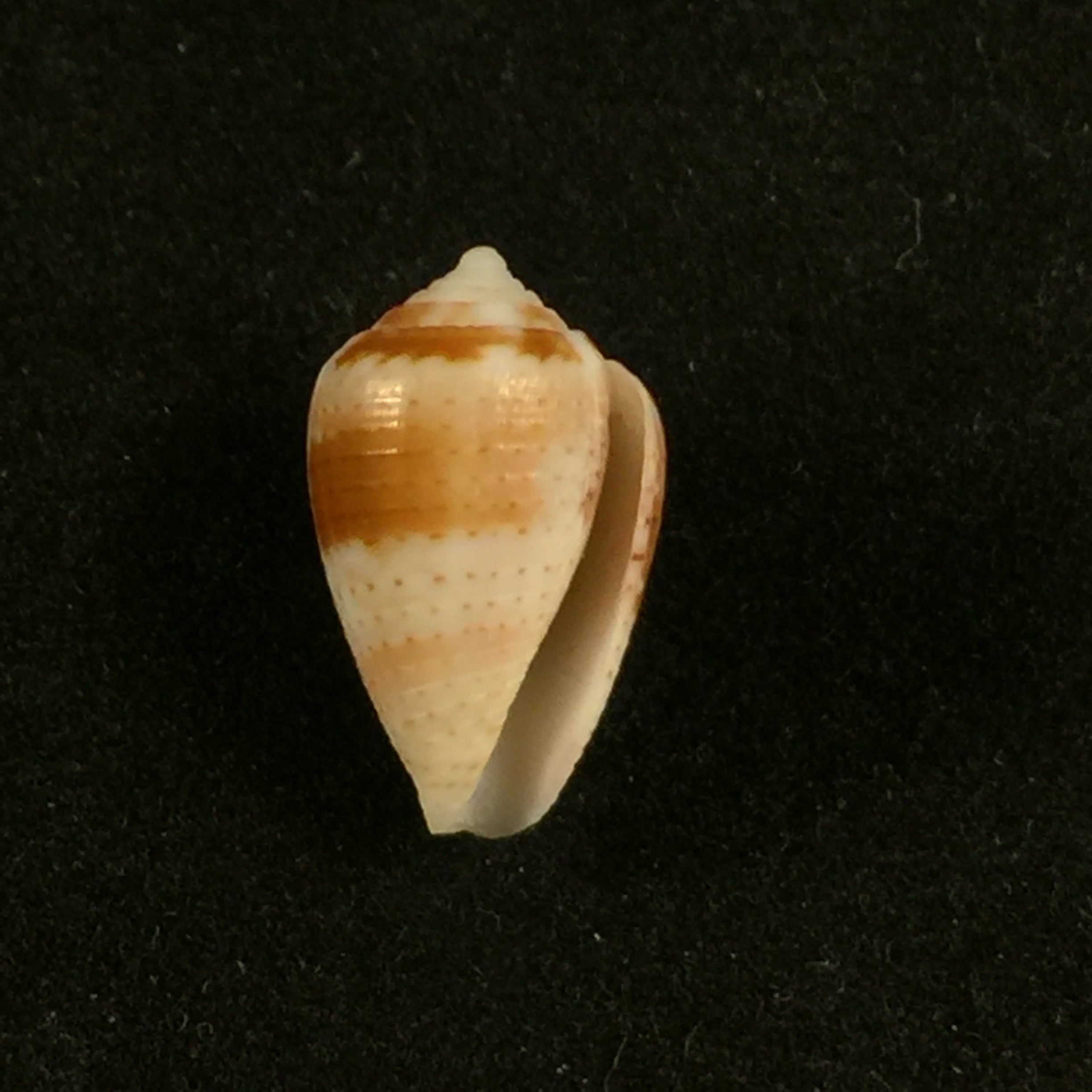Artemidiconus selenae Von Mol, Tursch & Kempf, 1967 - 14,1毫米