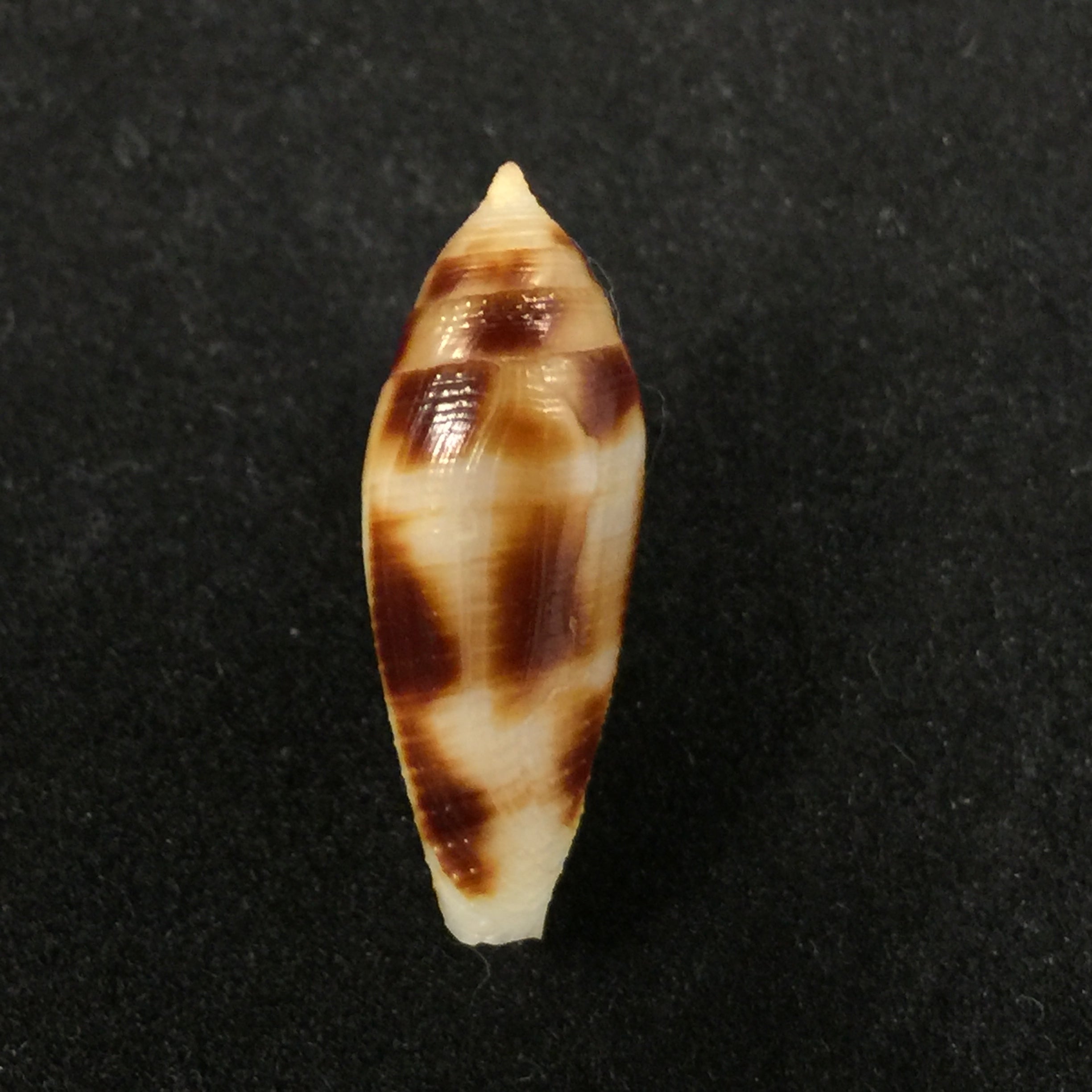 Conus mitratus Hwass, 1792 - 23,6mm