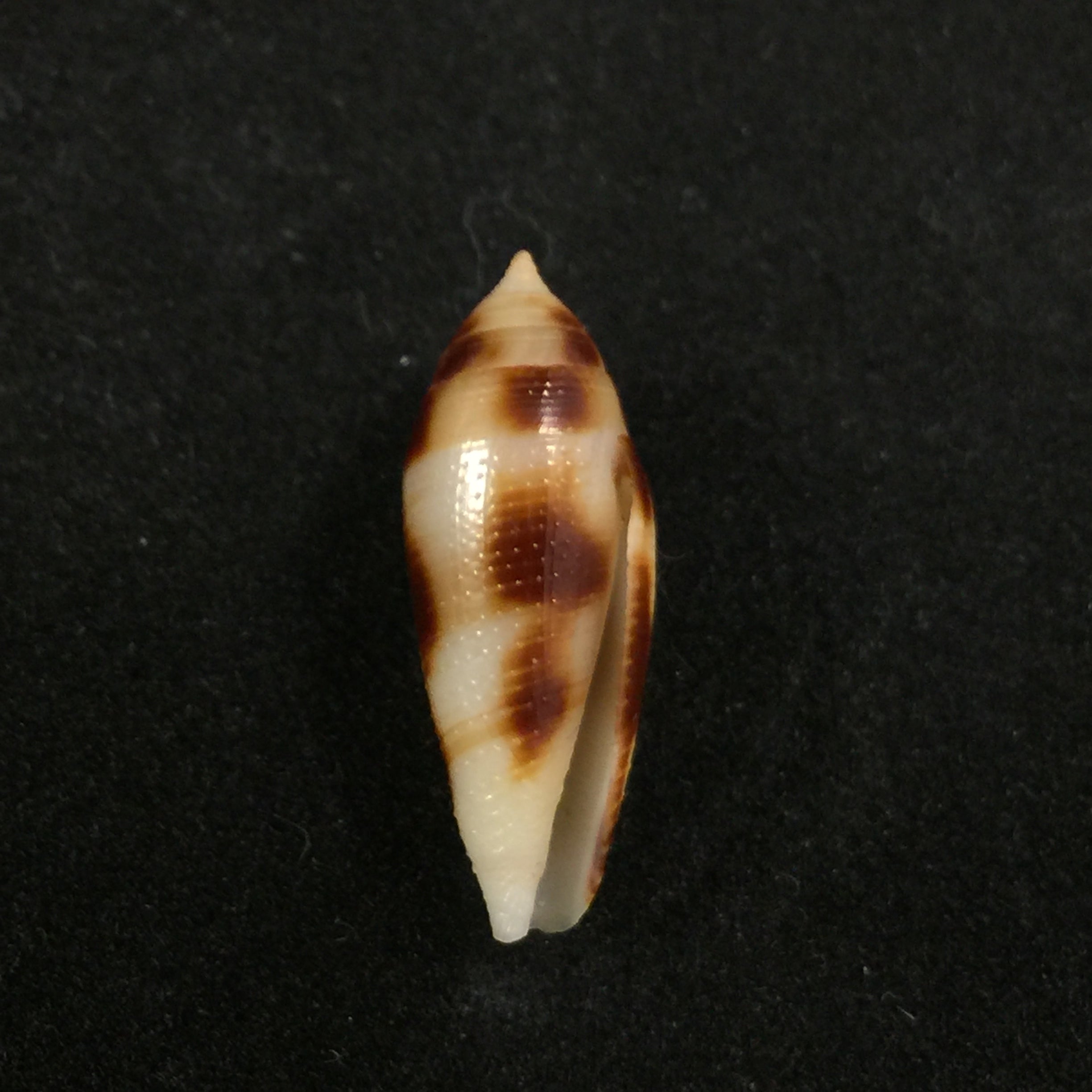 Conus mitratus Hwass, 1792 - 23,6mm