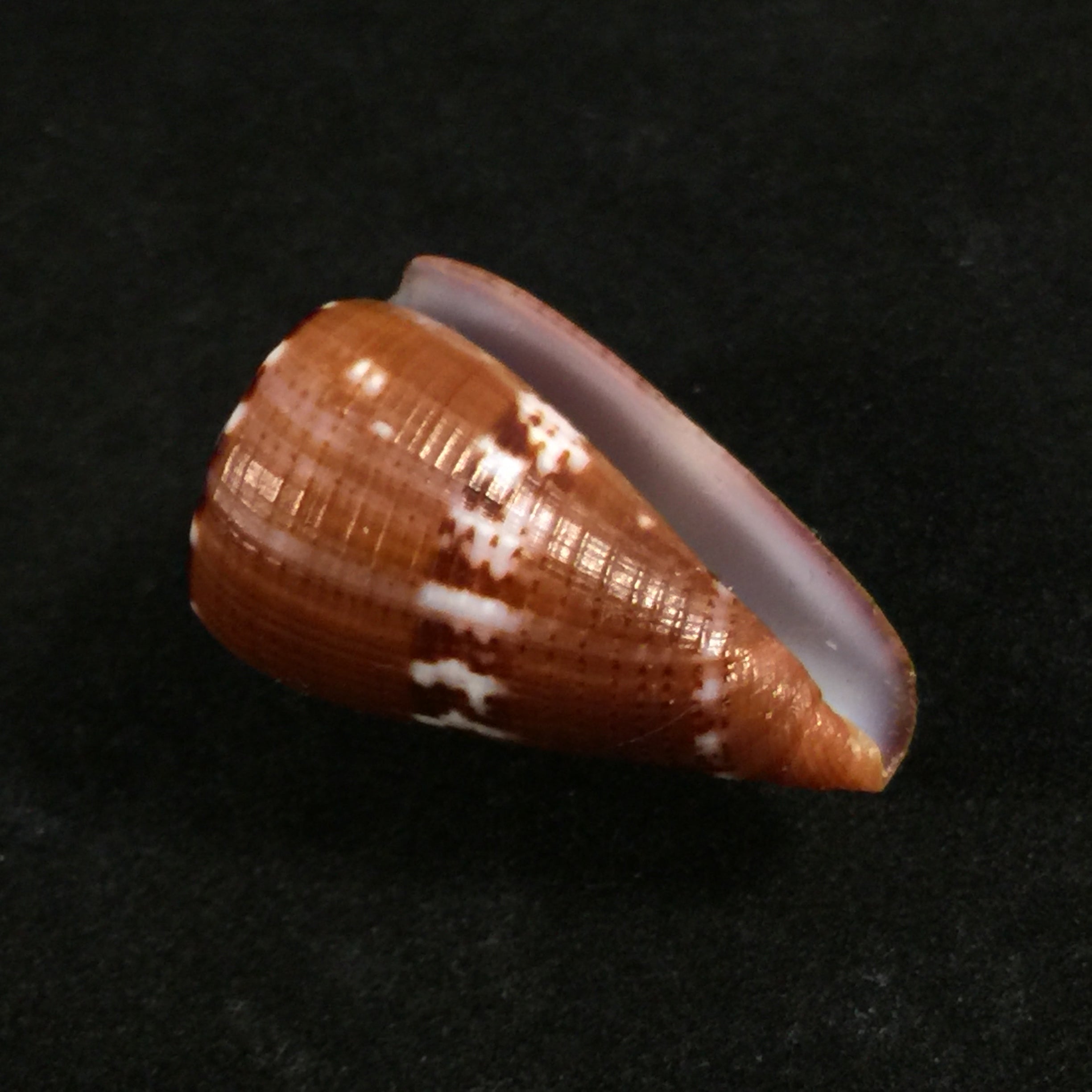 Conus vittatus Hwass in Bruguière, 1792 - 29,7mm